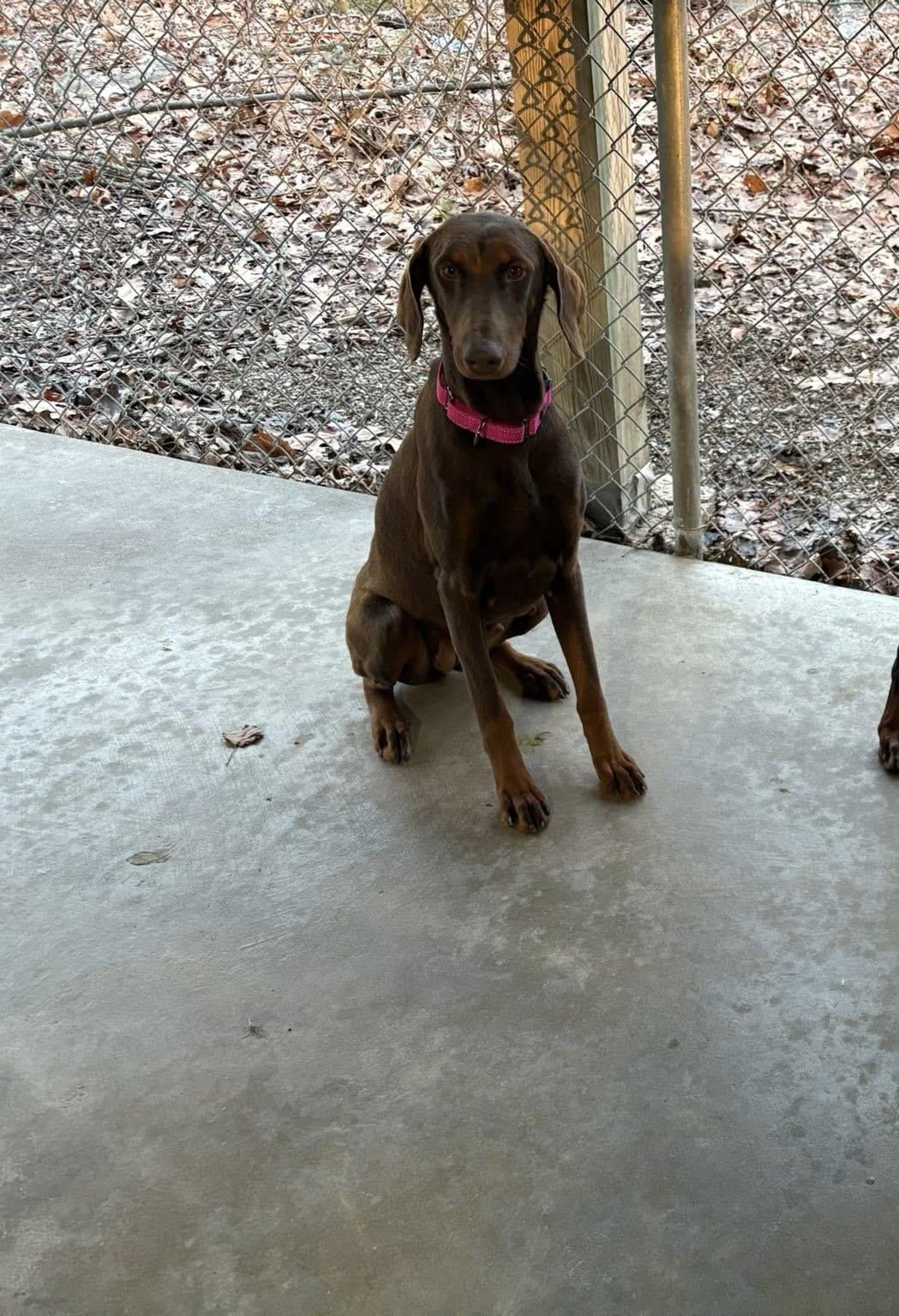 Enlarge Kamila, a ADOPTABLE Doberman Pinscher in Fleetwood, PA image 2/2