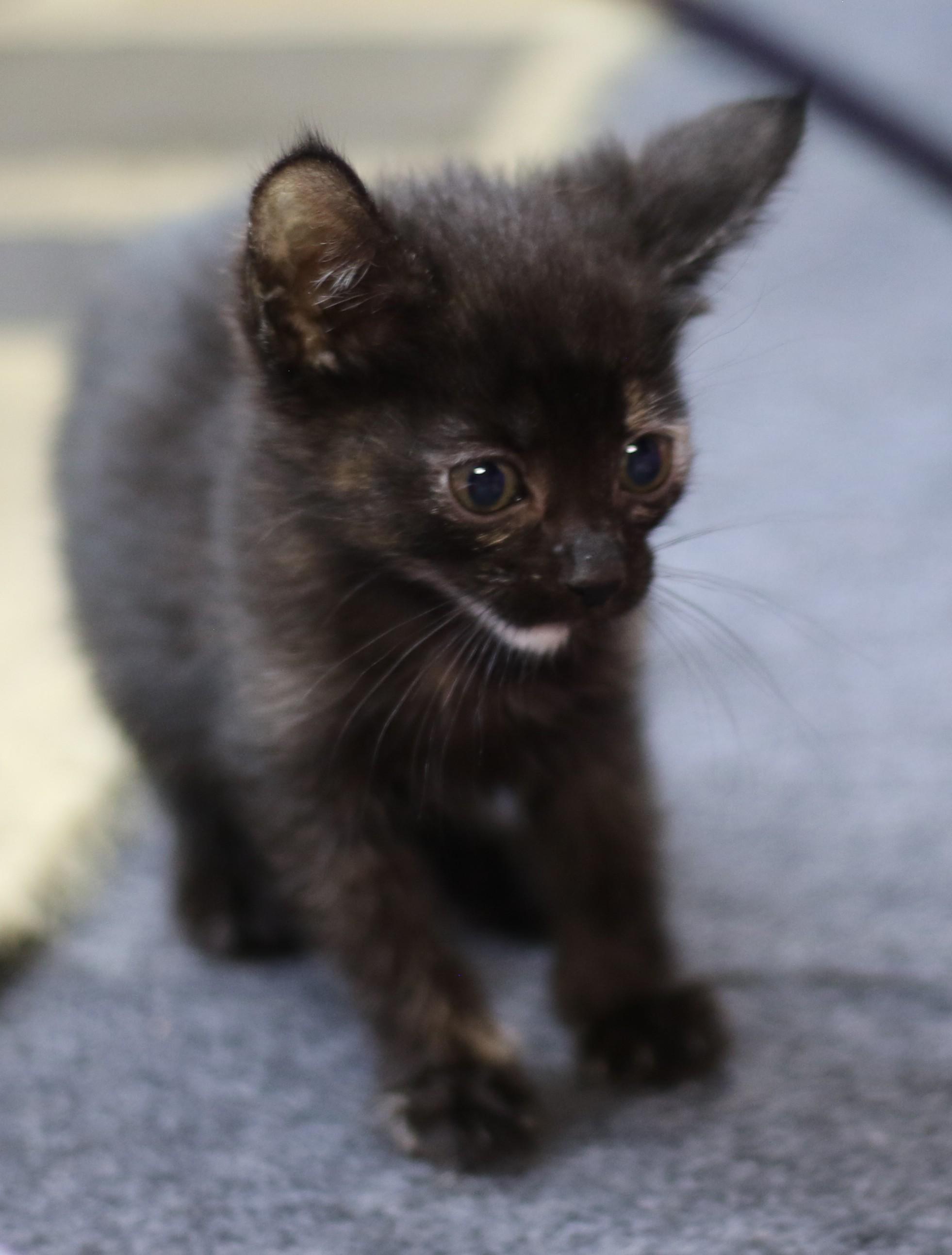 Rian, Adoptable, Young Female Domestic Short Hair.