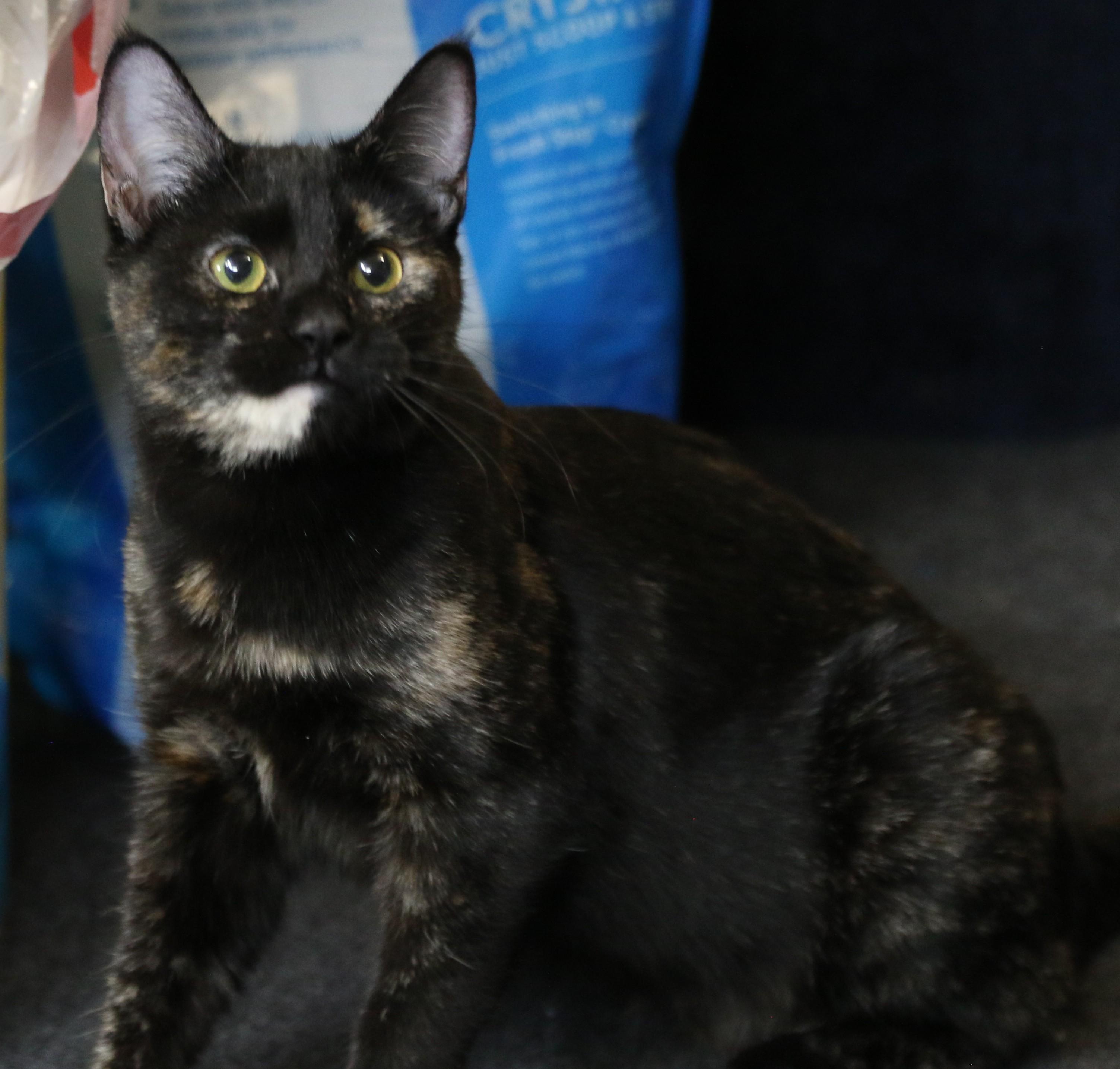 Rian, a Adoptable Domestic Short Hair in Cut Bank, MT image 1/6