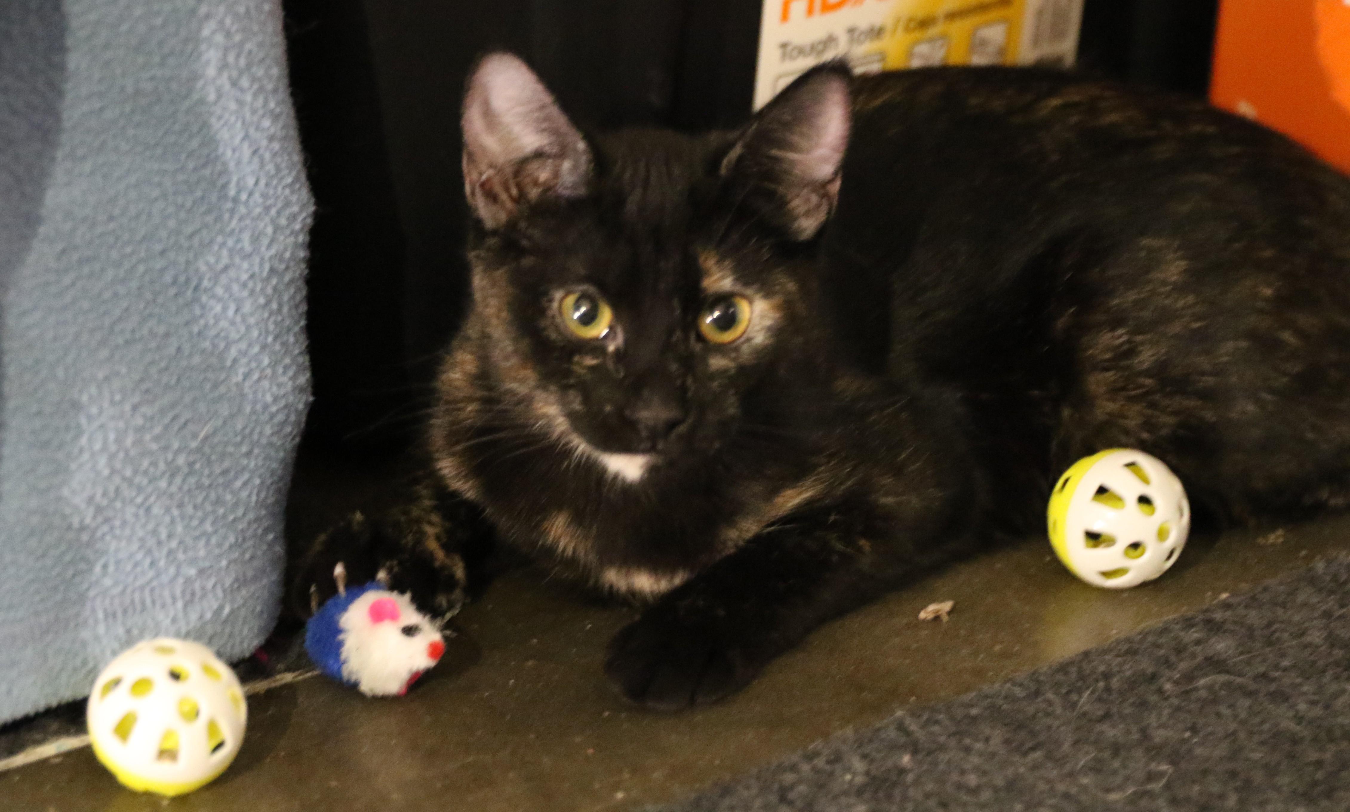 Rian, an adoptable Domestic Short Hair in Cut Bank, MT, 59427 | Photo Image 3