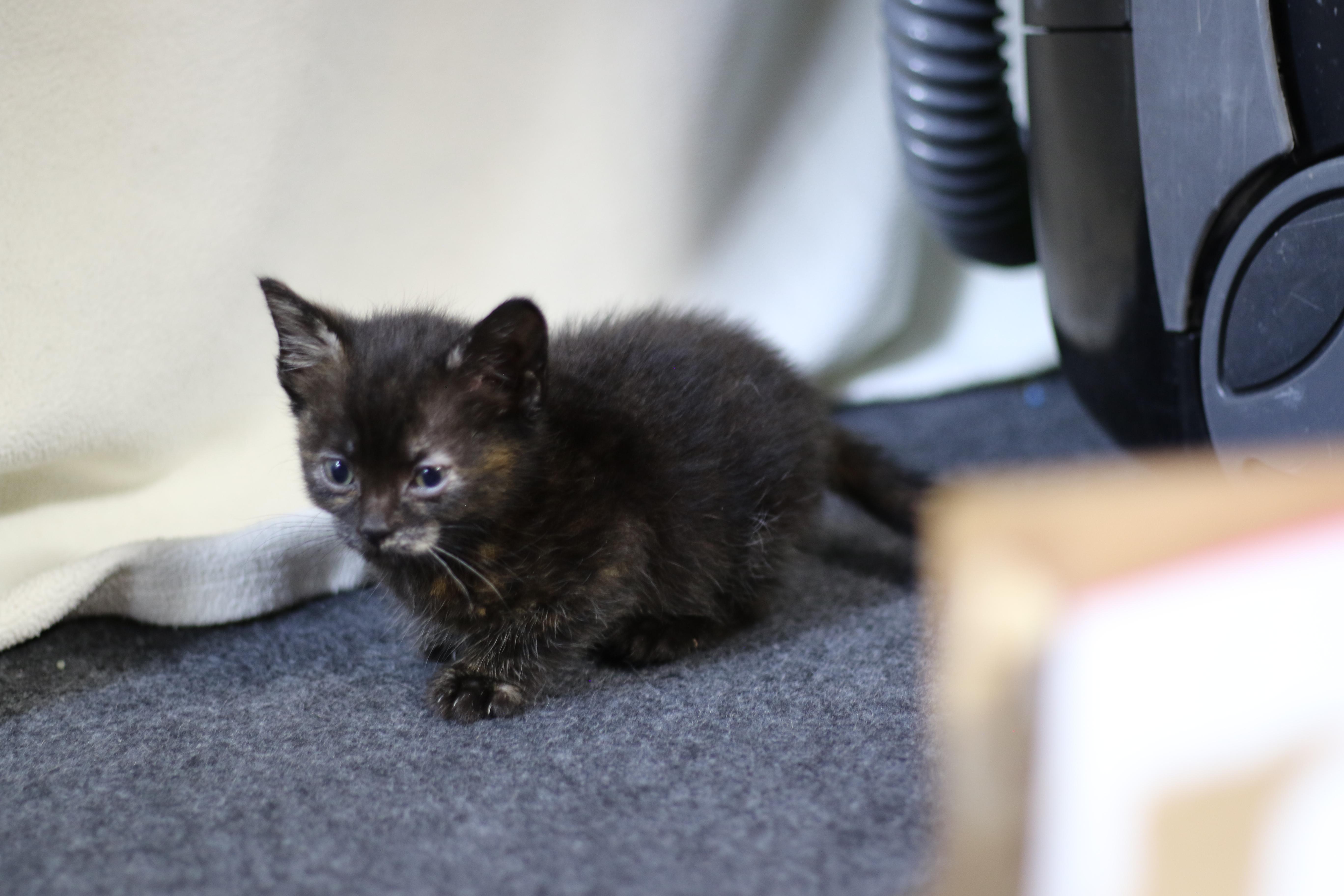Rian, a Adoptable Domestic Short Hair in Cut Bank, MT image 6/6