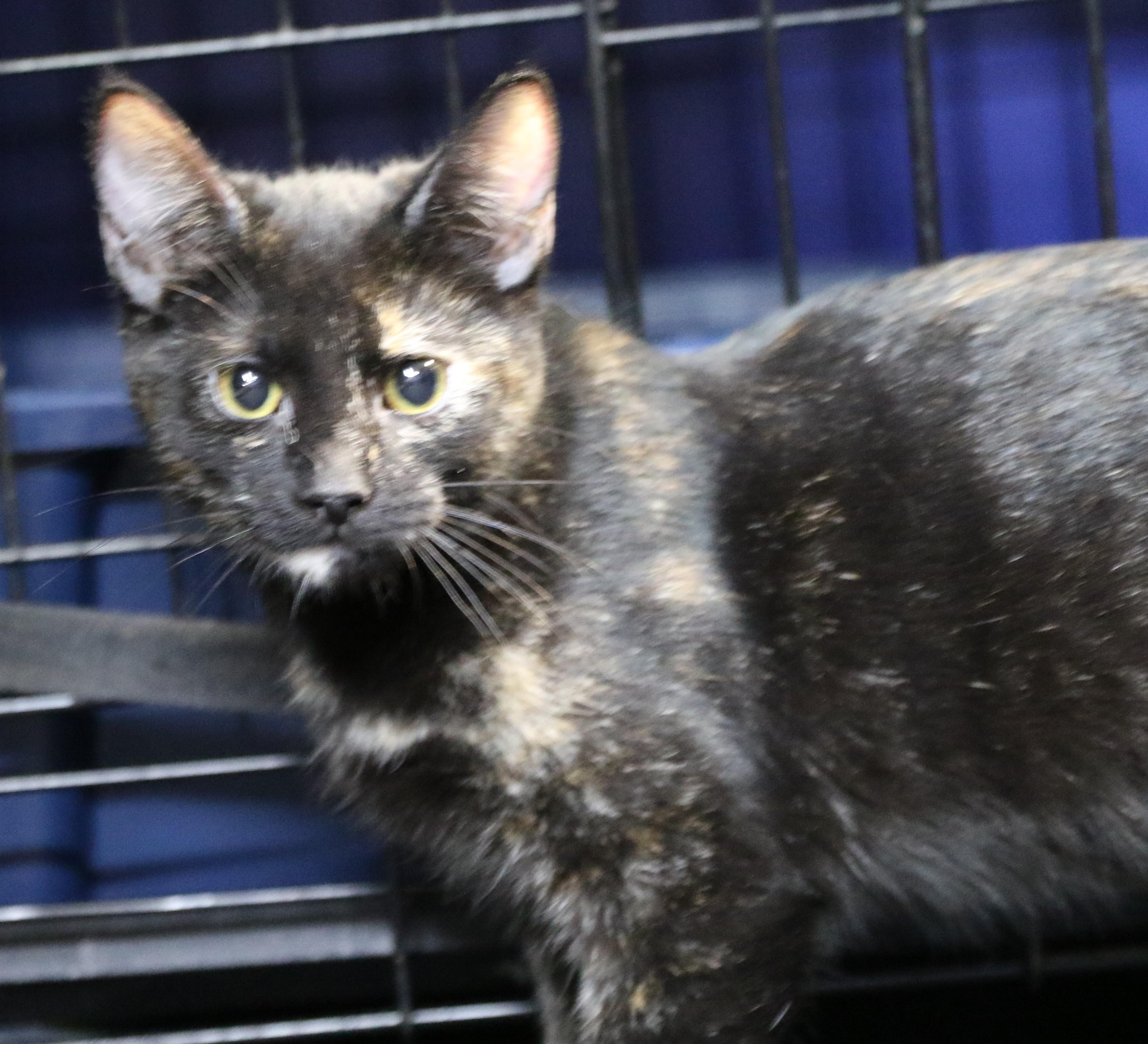 Rian, an adoptable Domestic Short Hair in Cut Bank, MT, 59427 | Photo Image 2