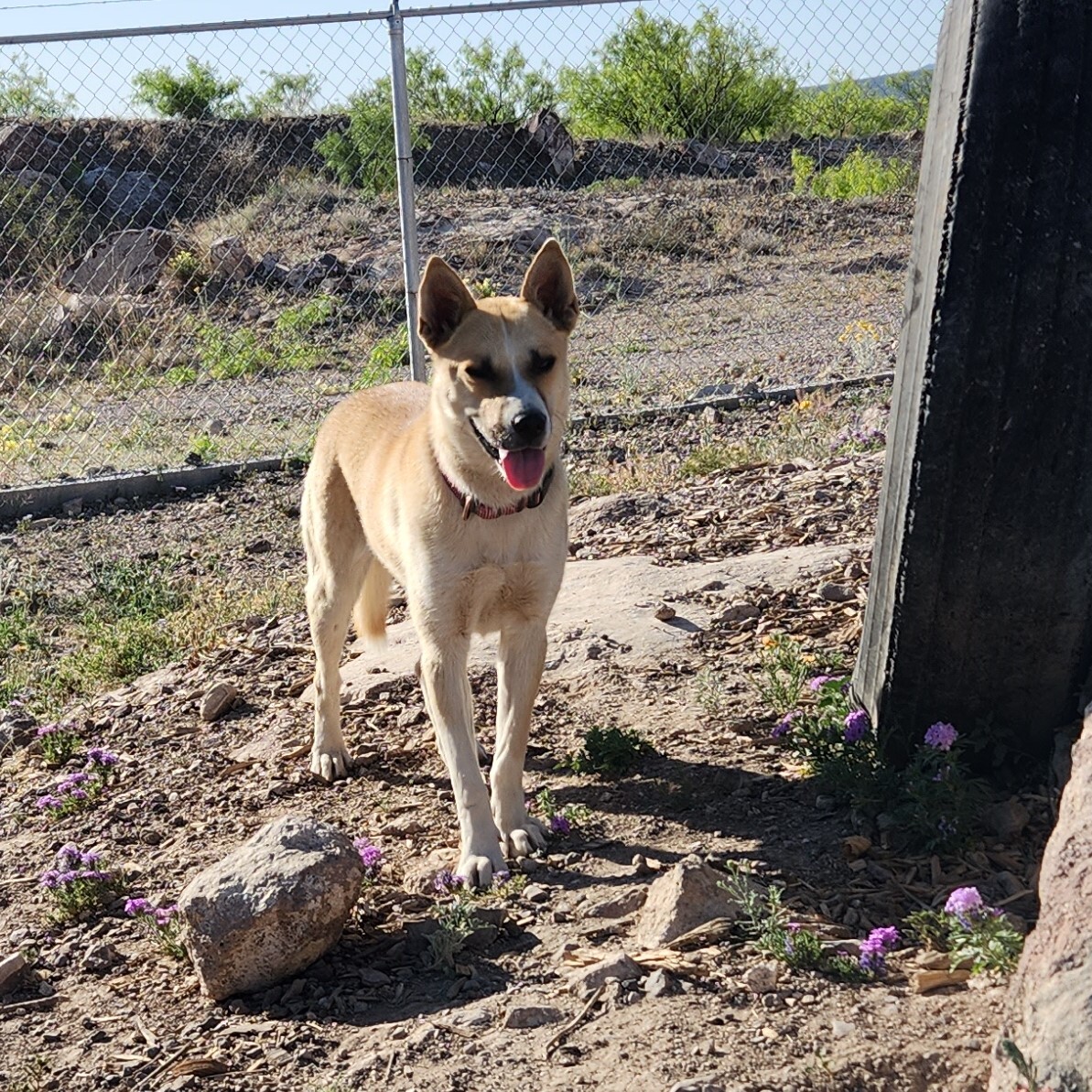 Barney, adoptable, Adult Male Husky.