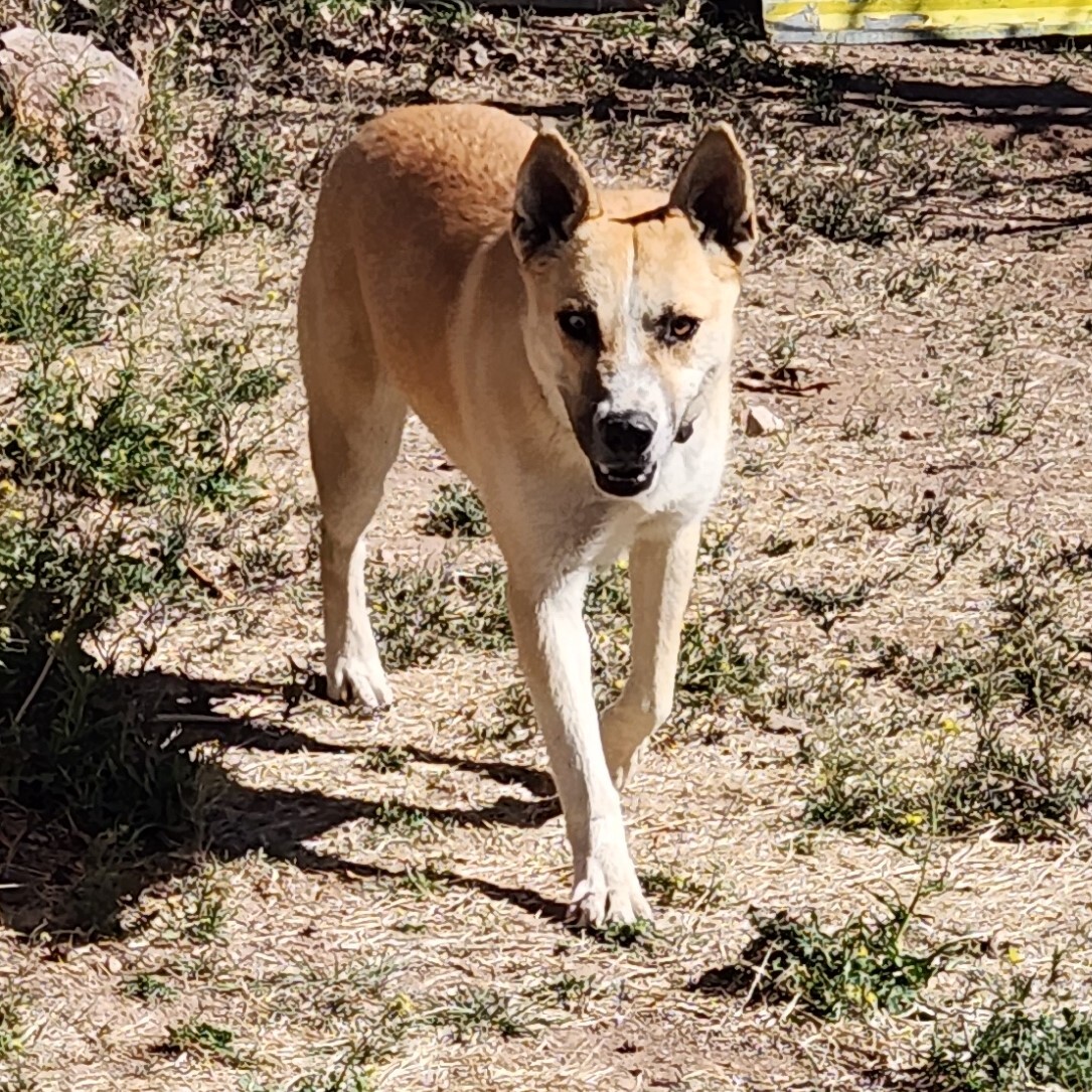 Enlarge Barney, an adoptable mixed breed in ALPINE, TX image 2/6