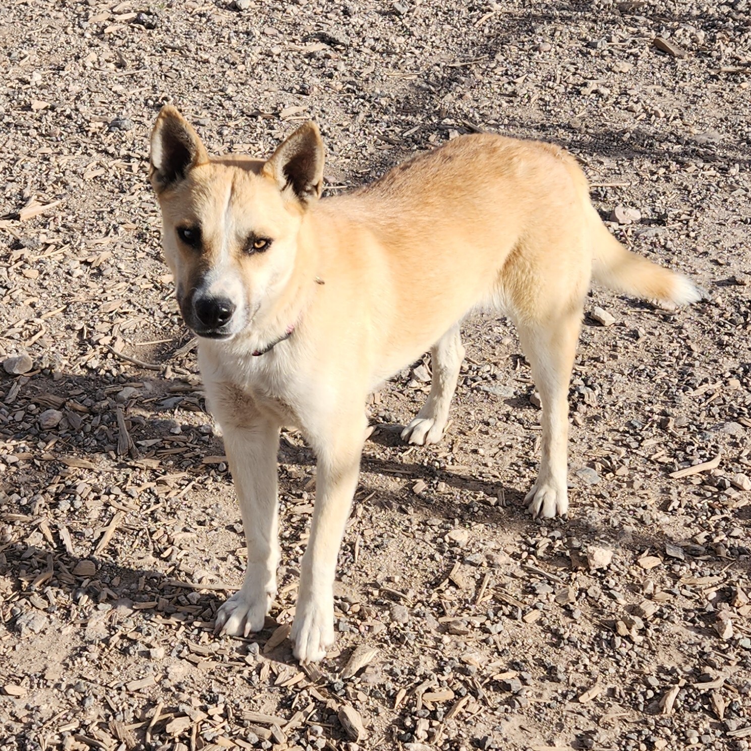 Enlarge Barney, an adoptable mixed breed in ALPINE, TX image 3/6