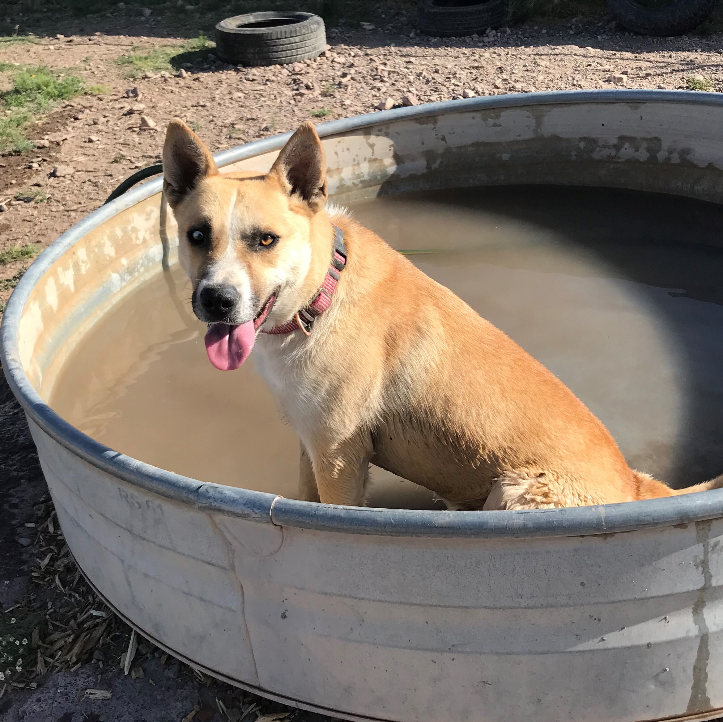 Enlarge Barney, an adoptable mixed breed in ALPINE, TX image 5/6