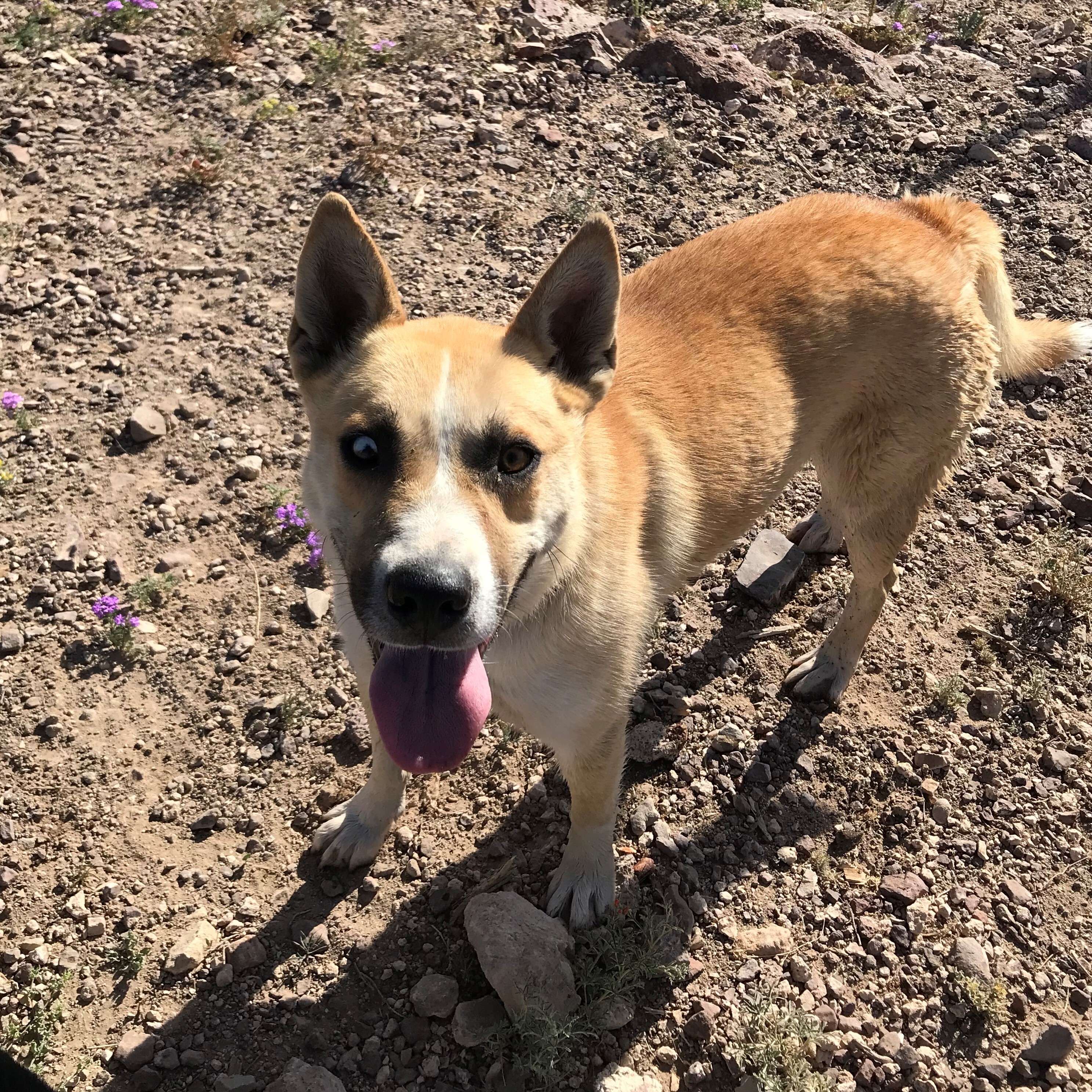 Enlarge Barney, an adoptable mixed breed in ALPINE, TX image 6/6
