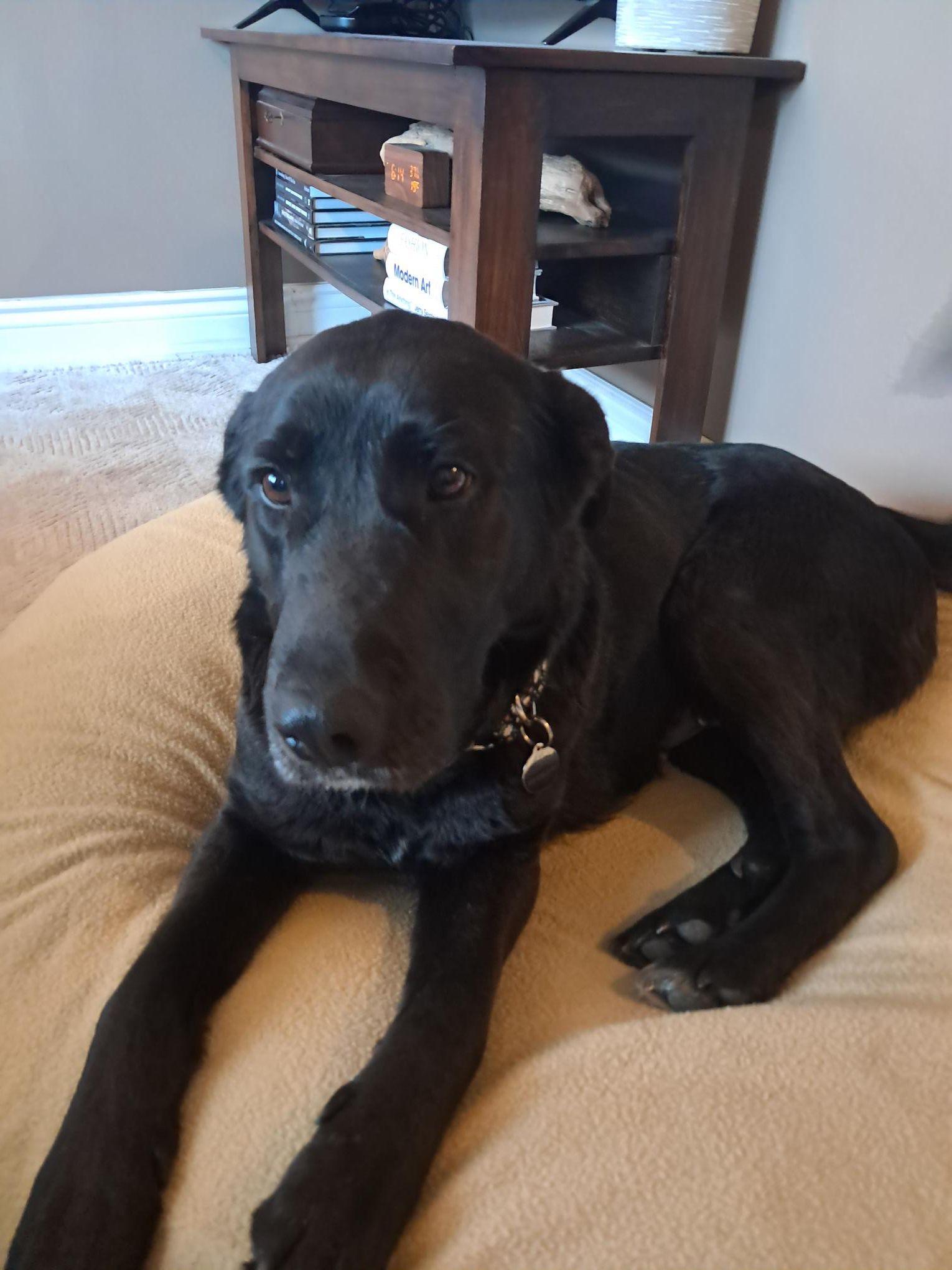 Enlarge Mara, an adopted mixed breed in Oakville, ON image 4/6