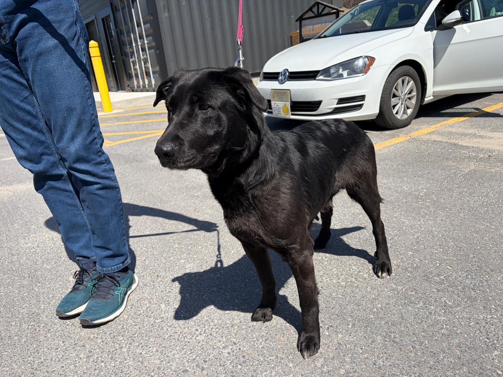 Enlarge Mara, an adopted mixed breed in Oakville, ON image 6/6