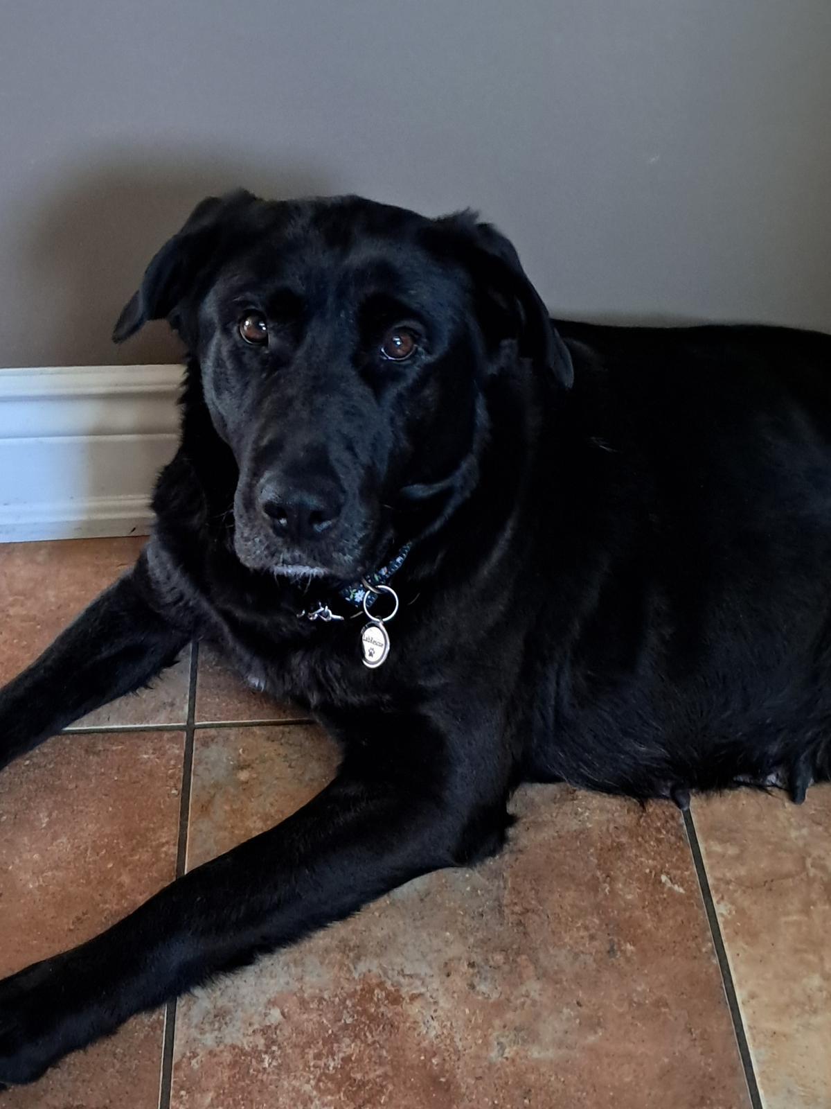 Enlarge Mara, an adopted mixed breed in Oakville, ON image 2/6