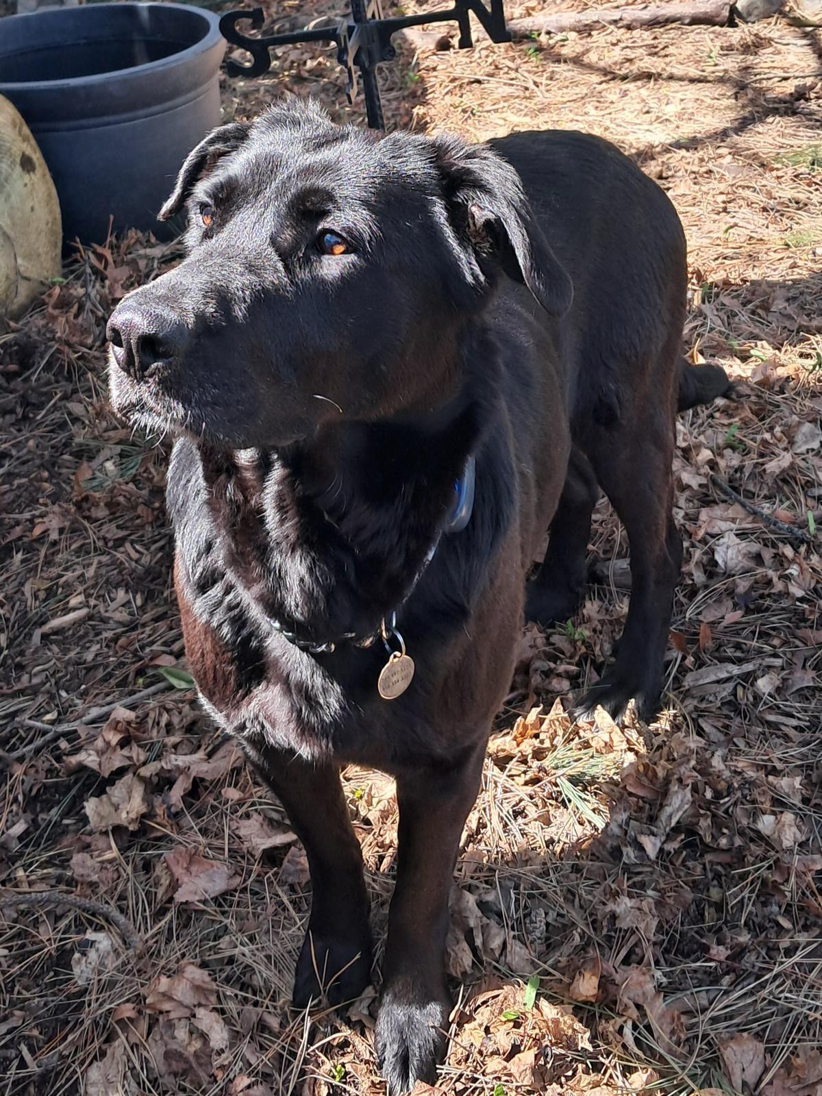 Enlarge Mara, an adopted mixed breed in Oakville, ON image 3/6