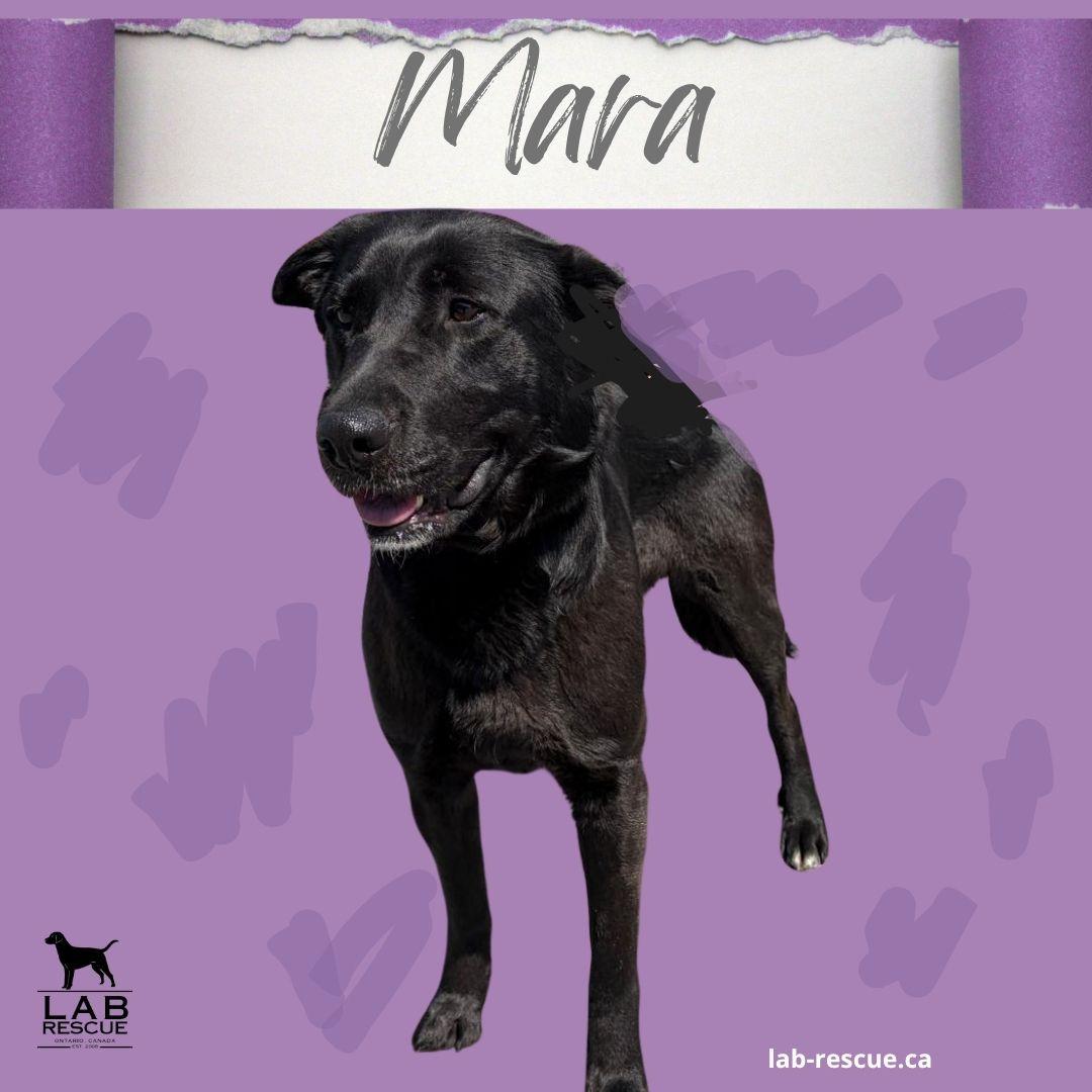 Enlarge Mara, an adopted mixed breed in Oakville, ON image 1/6