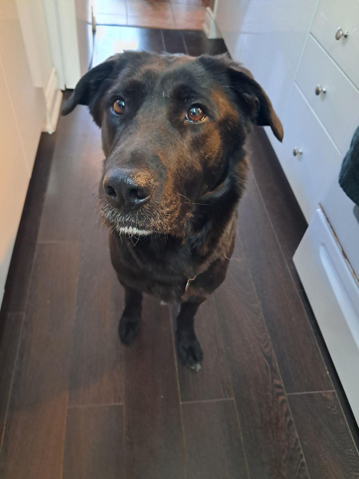 Enlarge Mara, an adopted mixed breed in Oakville, ON image 5/6
