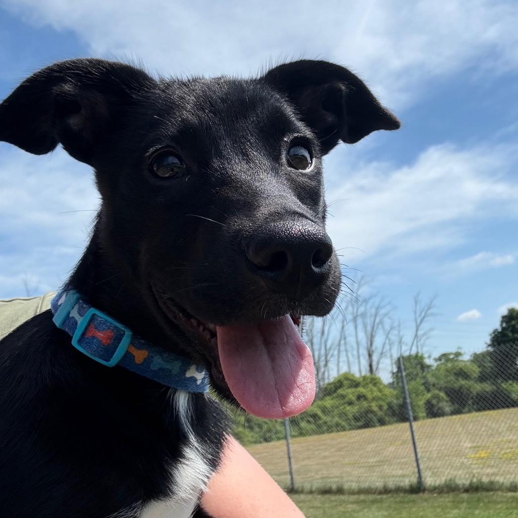 Paisley, Adoptable, Puppy Female Mixed Breed.