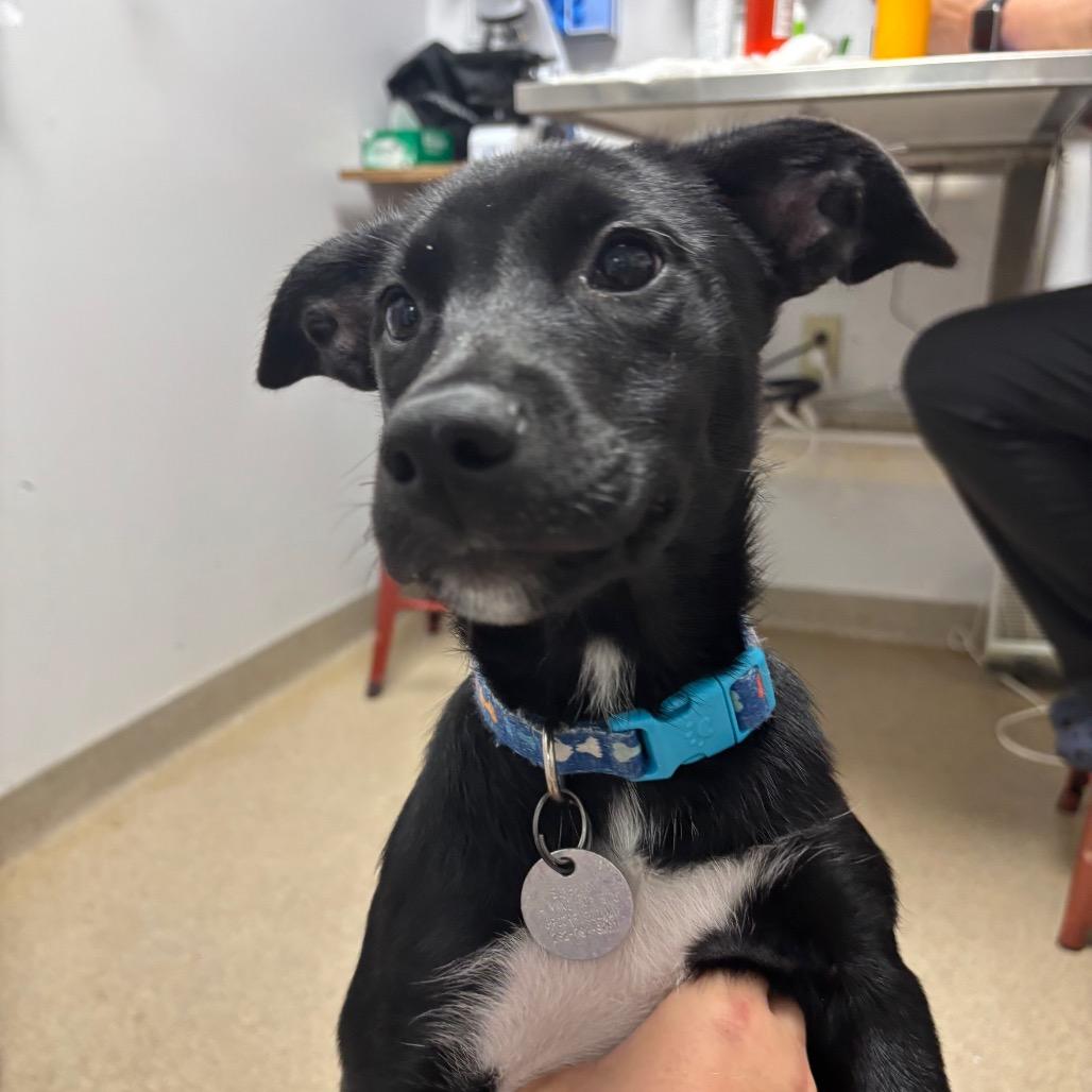 Paisley, a Adoptable Mixed Breed in Brookfield, WI image 2/3