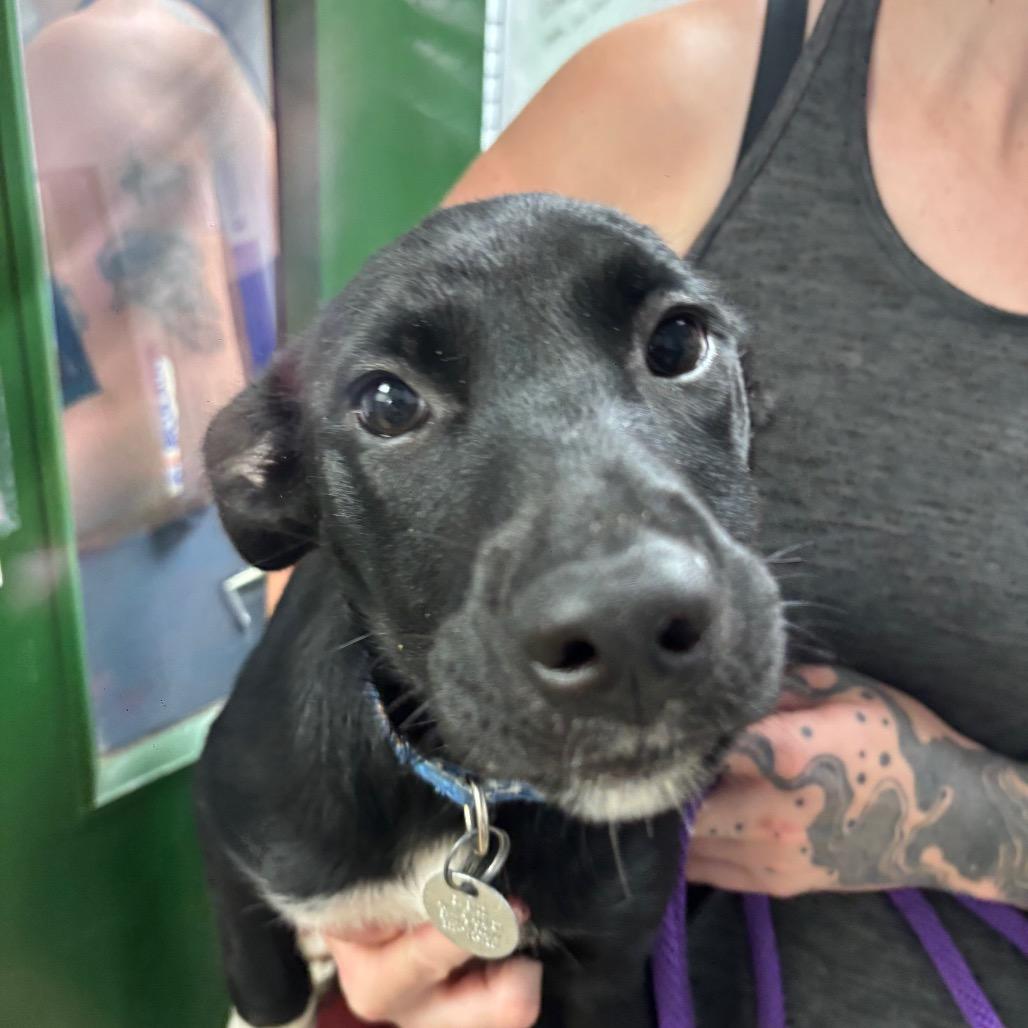 Paisley, a Adoptable Mixed Breed in Brookfield, WI image 3/3