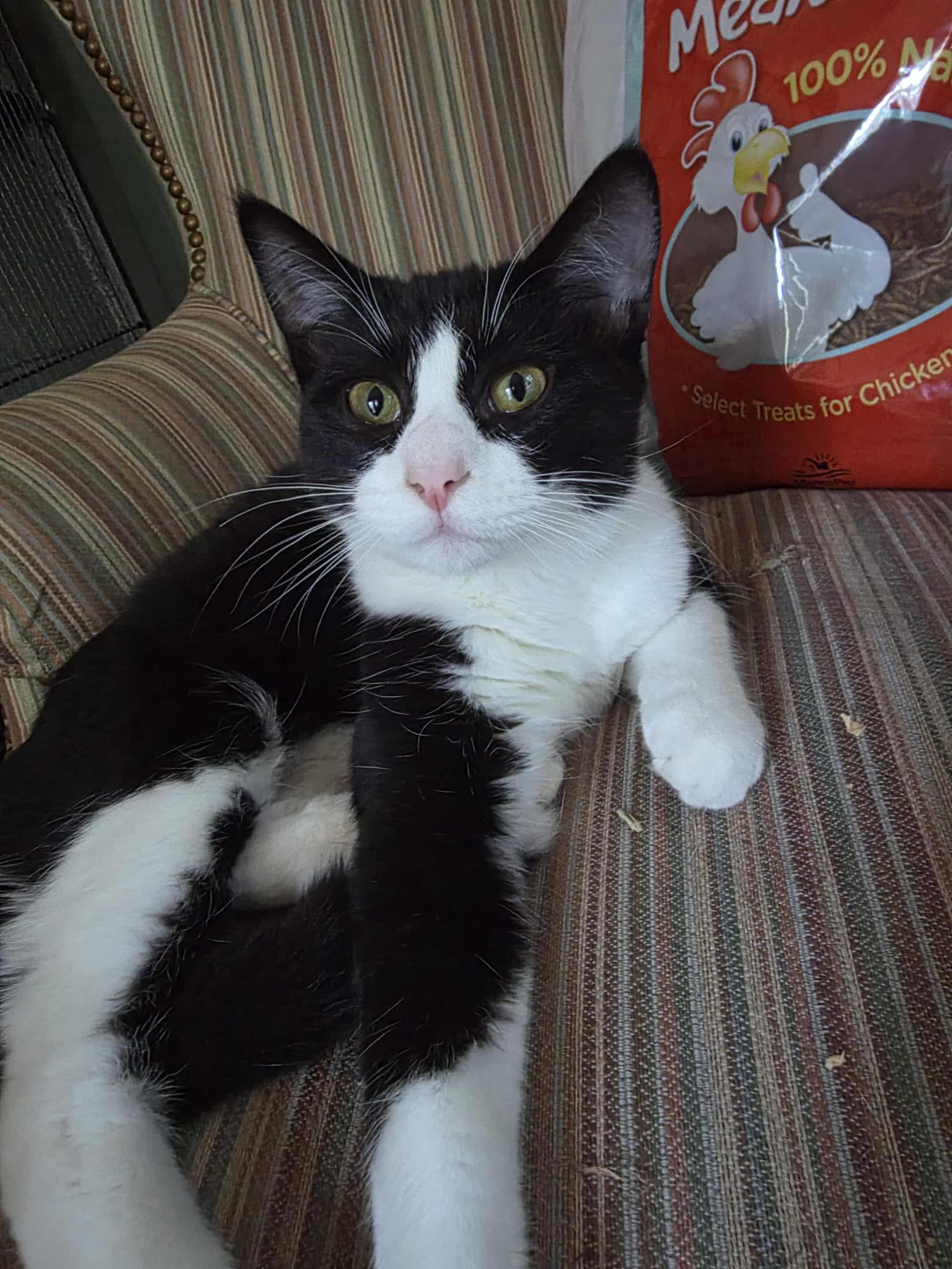 Shelly, a Adoptable Domestic Short Hair in Manhattan, KS image 2/3