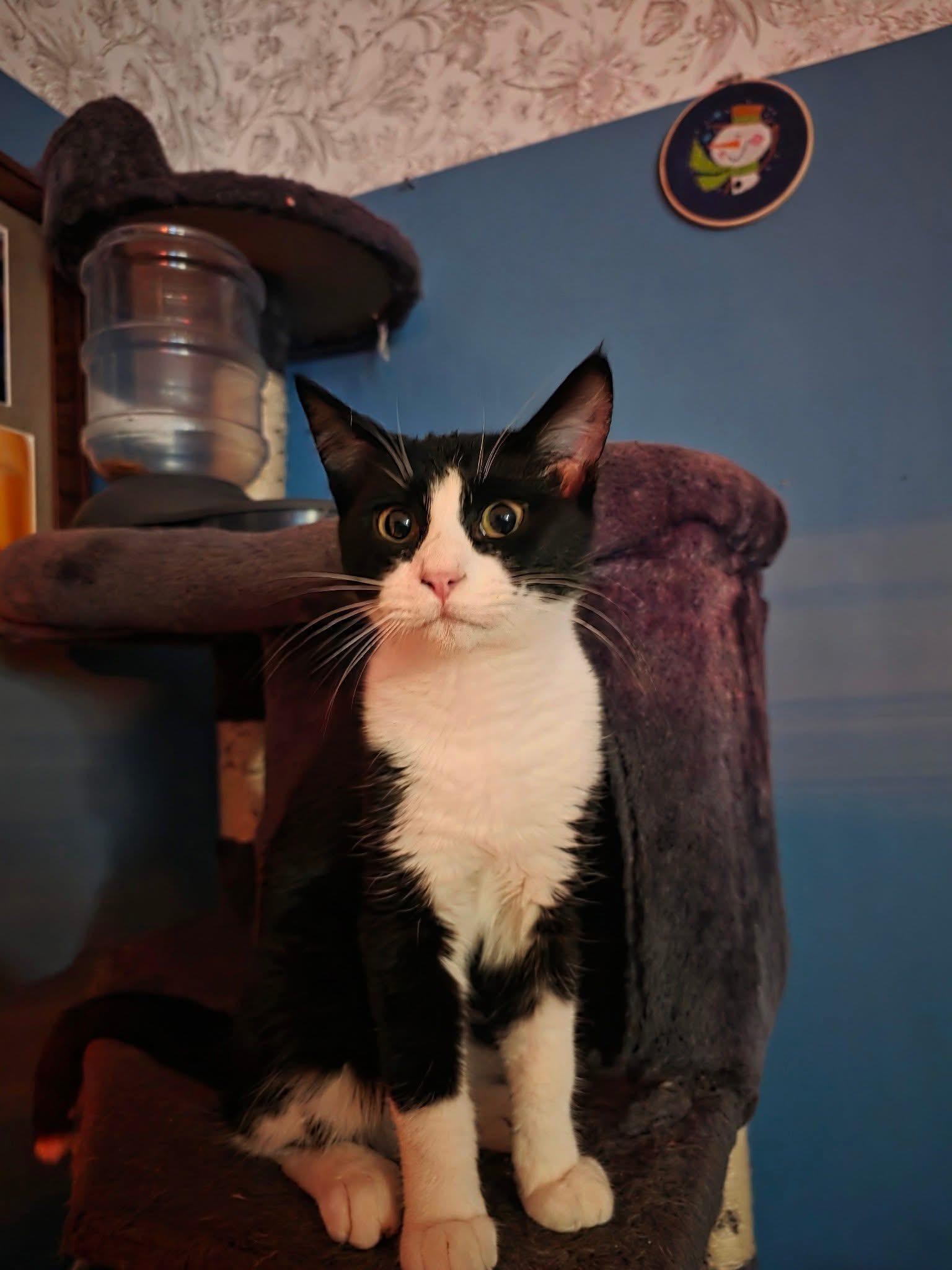 Shelly, Adoptable, Adult Female Domestic Short Hair.