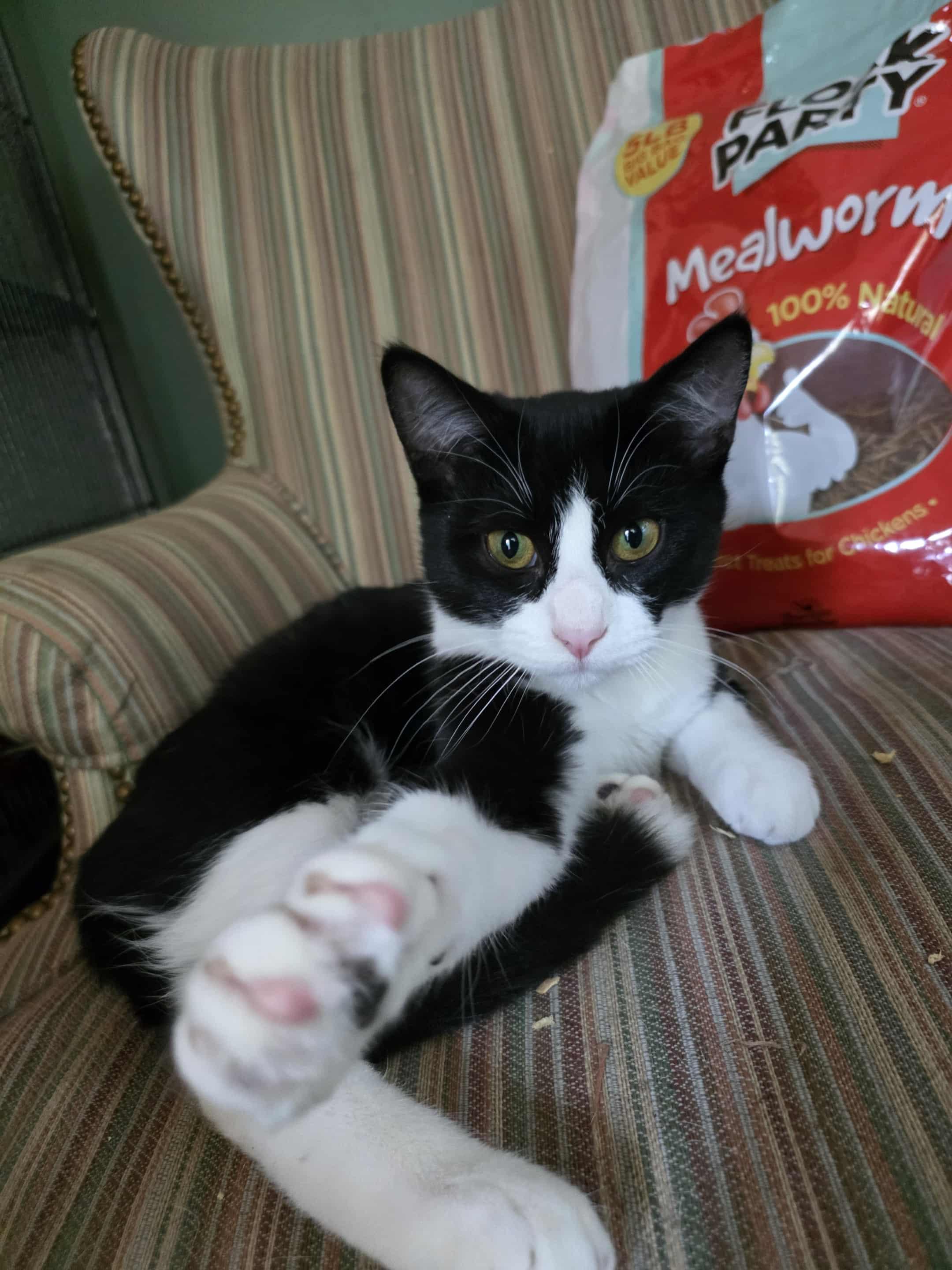 Shelly, Adoptable, Adult Female Domestic Short Hair.