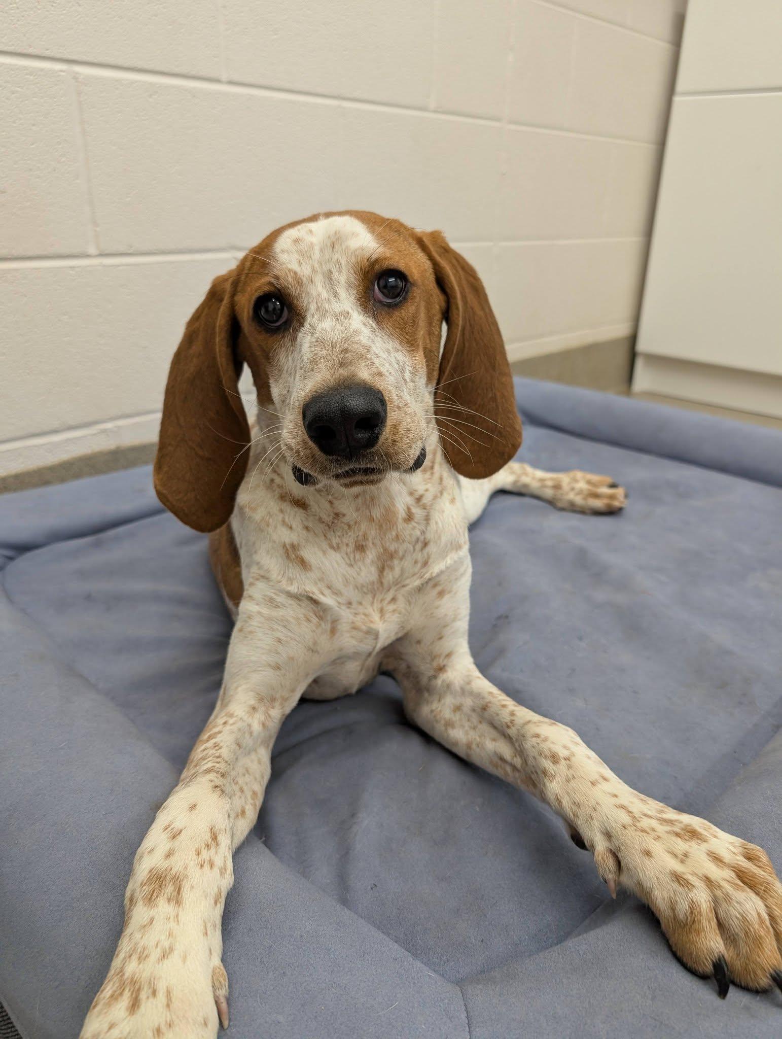 Enlarge Netty, a ADOPTABLE mixed breed in Mount Vernon, OH image 2/2