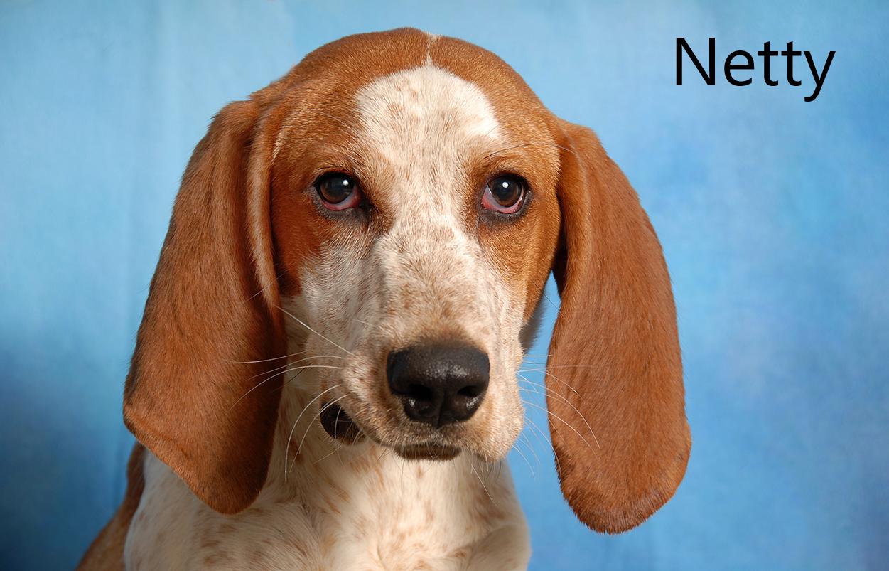 Enlarge Netty, a ADOPTABLE mixed breed in Mount Vernon, OH image 1/2