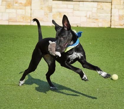 Enlarge Royal, a Adoptable mixed breed in North Richland Hills, TX image 1/3