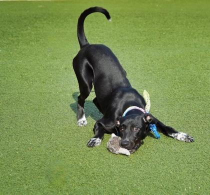 Enlarge Royal, a Adoptable mixed breed in North Richland Hills, TX image 2/3