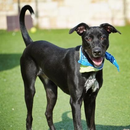 Enlarge Royal, a Adoptable mixed breed in North Richland Hills, TX image 3/3