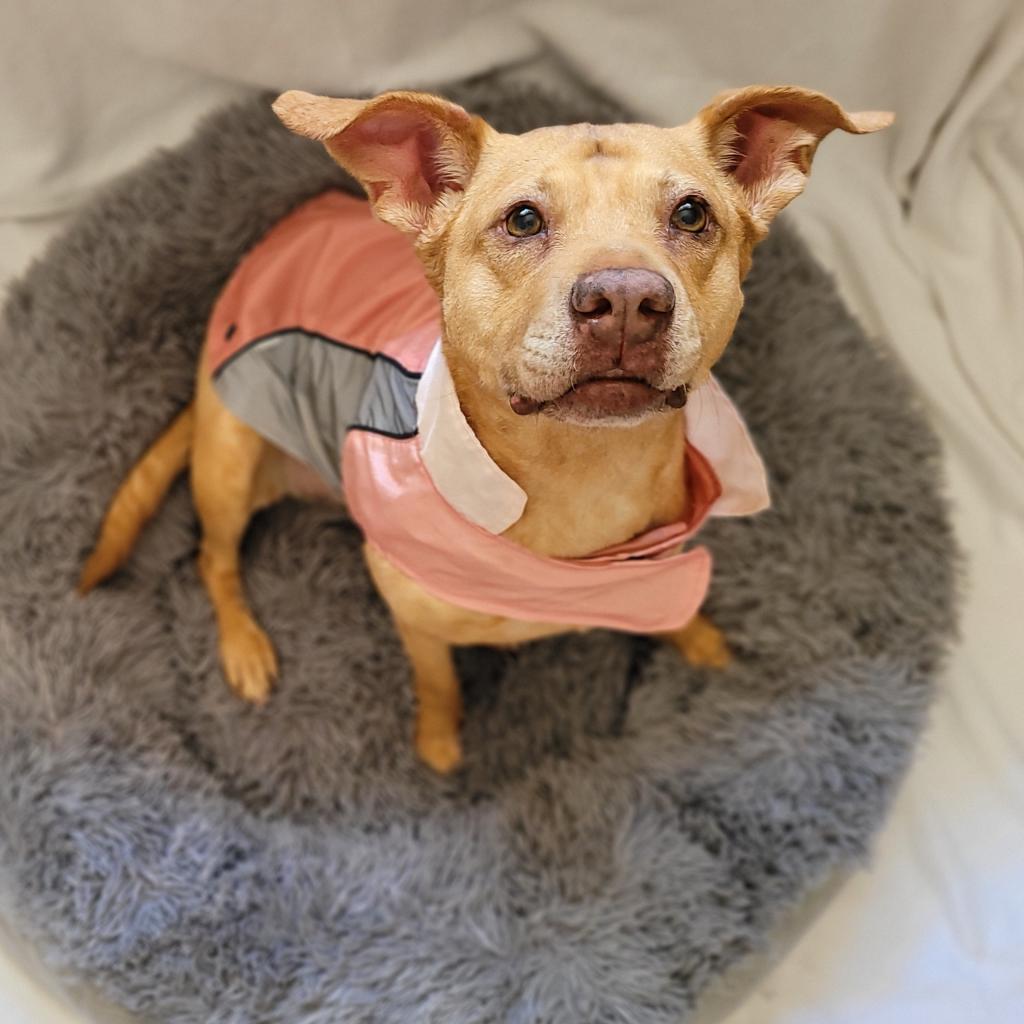 Enlarge Lois, a Adoptable Pit Bull Terrier in Houston, TX image 1/6