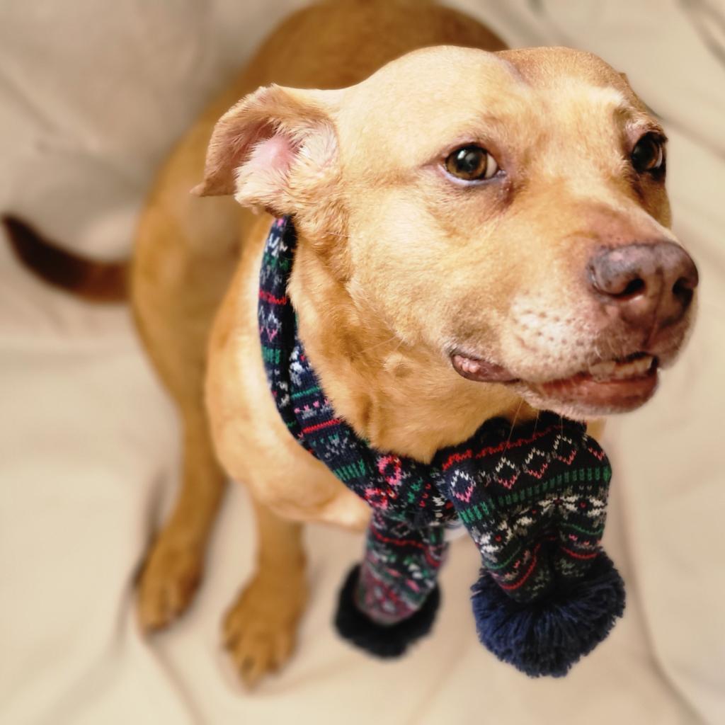 Enlarge Lois, a Adoptable Pit Bull Terrier in Houston, TX image 2/6