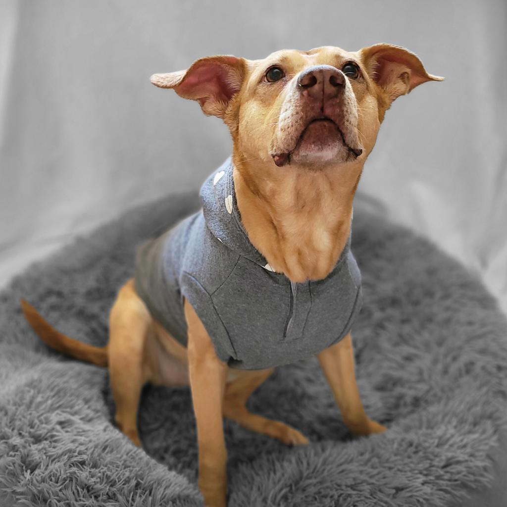 Enlarge Lois, a Adoptable Pit Bull Terrier in Houston, TX image 3/6