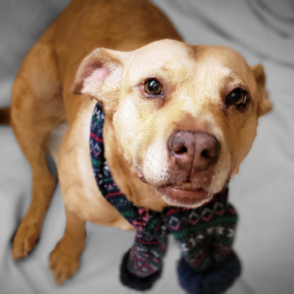 Enlarge Lois, a Adoptable Pit Bull Terrier in Houston, TX image 4/6