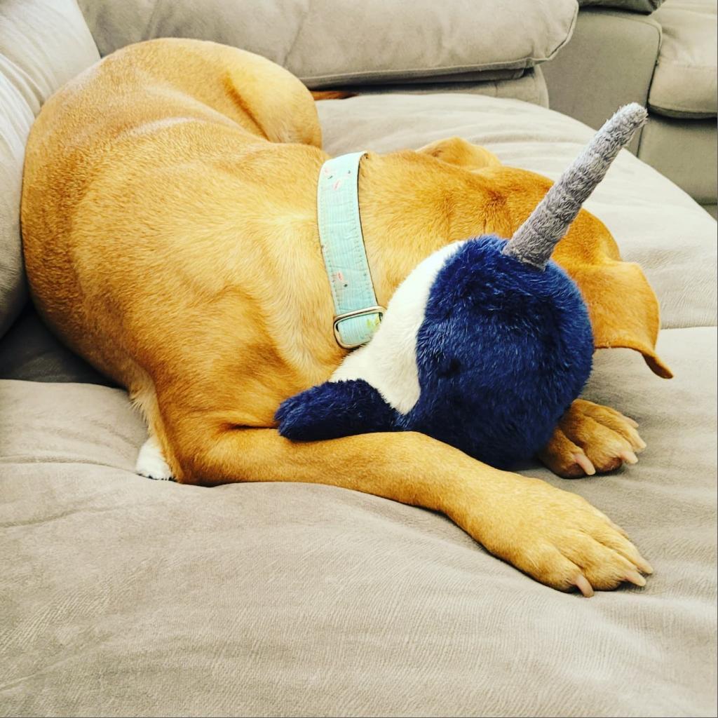 Enlarge Lois, a Adoptable Pit Bull Terrier in Houston, TX image 5/6