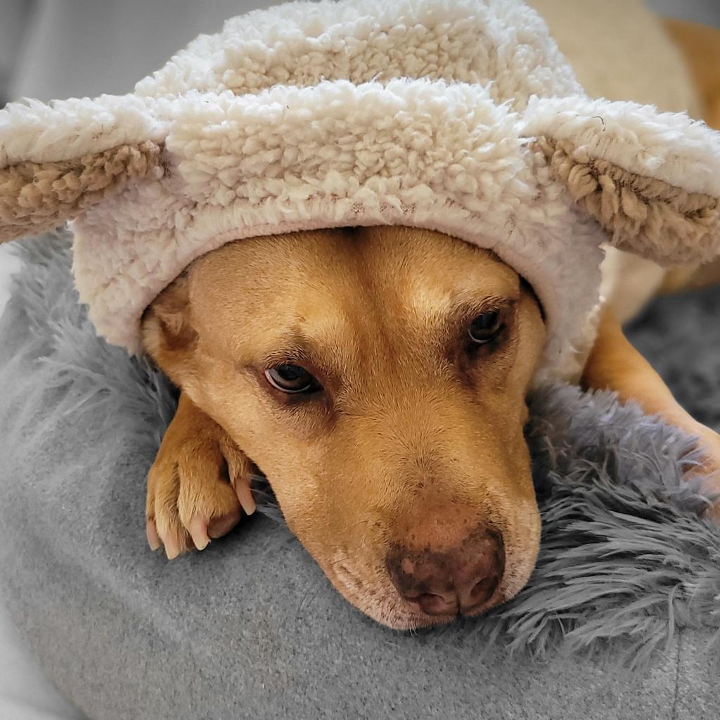 Enlarge Lois, a Adoptable Pit Bull Terrier in Houston, TX image 6/6