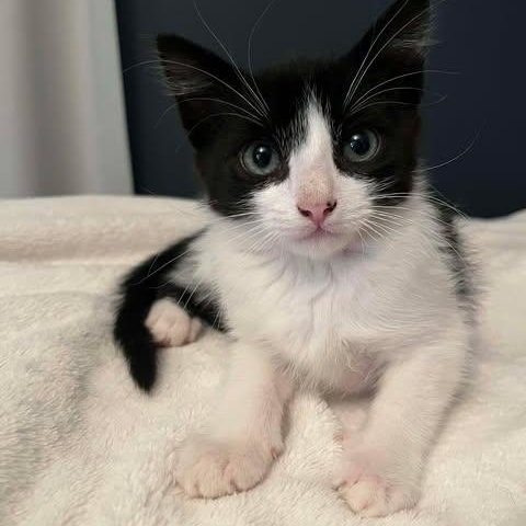 THE LOGPILE LITTER: HAVEN, WILLIS, CEDAR & CHAPLIN, Adoptable, Kitten Male Domestic Short Hair & Siamese.
