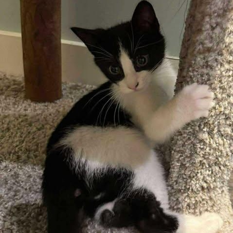 THE LOGPILE LITTER: HAVEN & WILLIS , Adoptable, Kitten Male Domestic Short Hair.