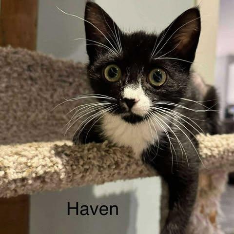 THE LOGPILE LITTER: HAVEN, WILLIS & CEDAR , a Adoptable Domestic Short Hair in Campbell River, BC image 3/4