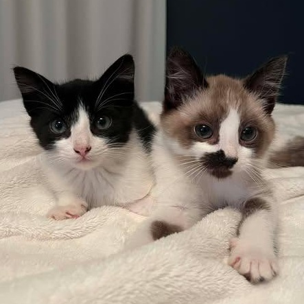 THE LOGPILE LITTER: HAVEN, WILLIS & CEDAR , a Adoptable Domestic Short Hair in Campbell River, BC image 4/4