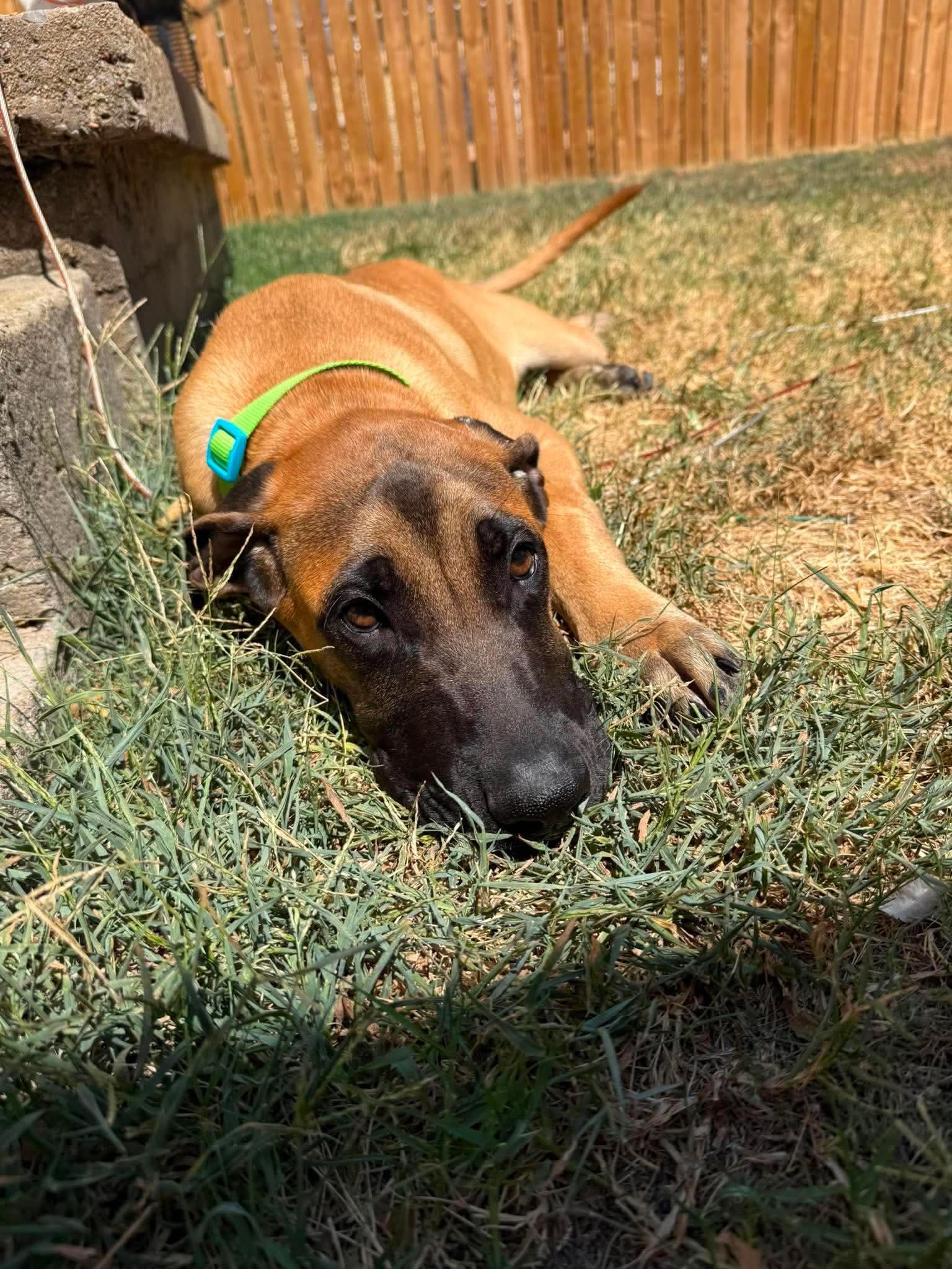 Enlarge EMMITT 425, a ADOPTABLE mixed breed in Milwaukee, WI image 2/5