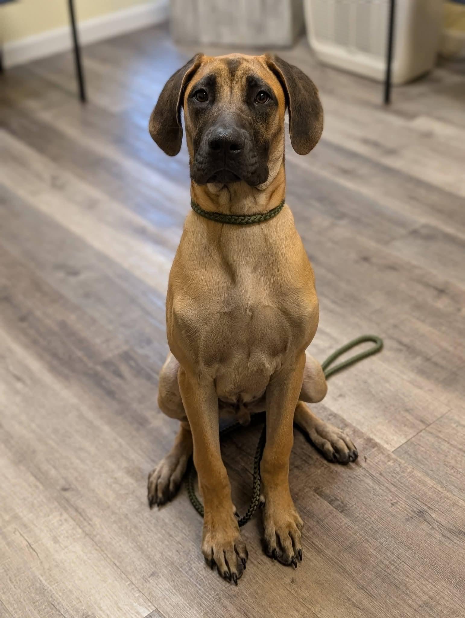 Enlarge EMMITT 425, a Adoptable mixed breed in Milwaukee, WI image 6/6