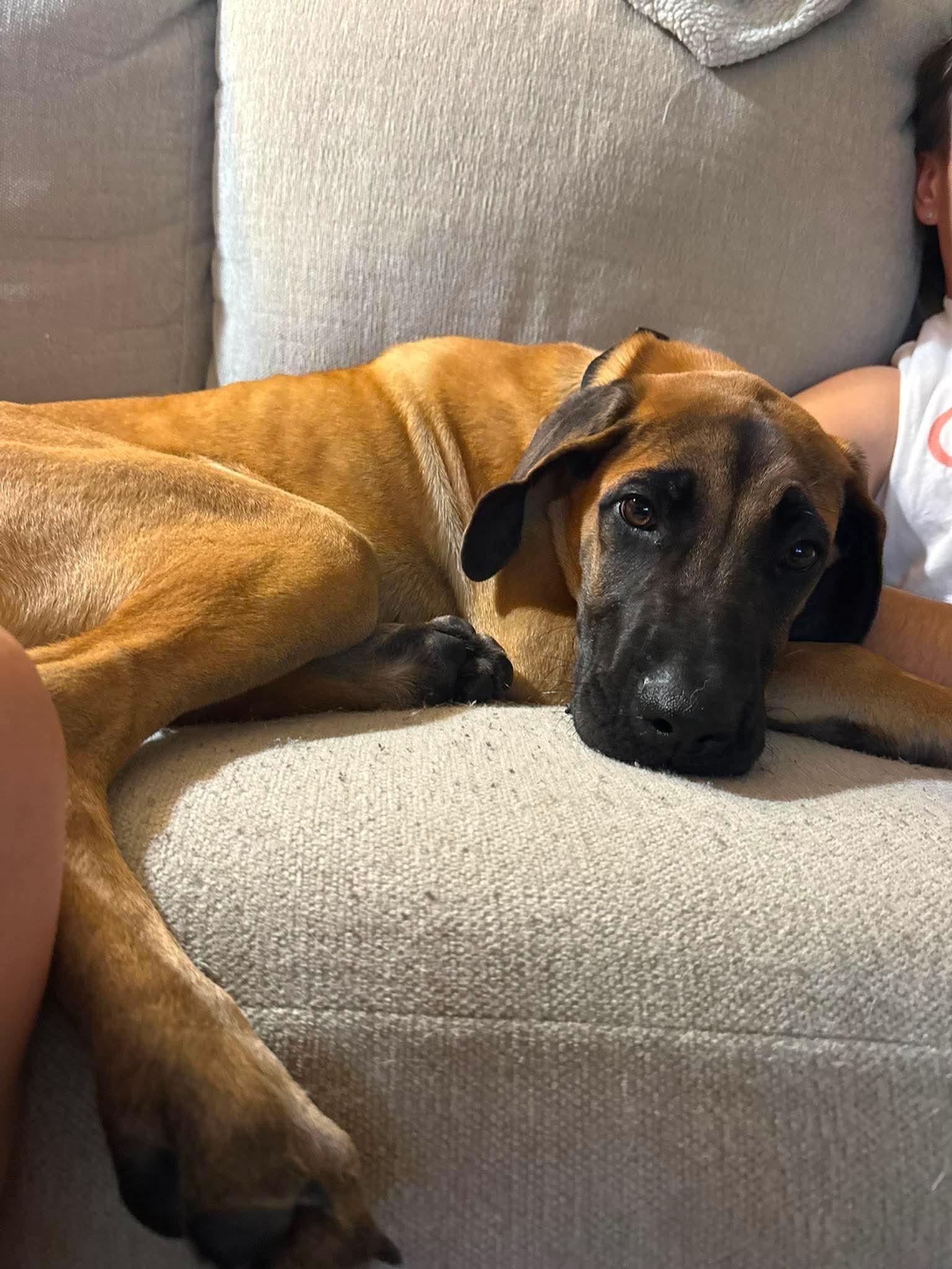 Enlarge EMMITT 425, a ADOPTABLE mixed breed in Milwaukee, WI image 5/5