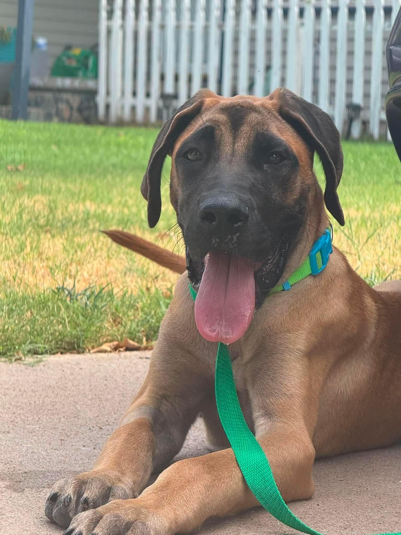 EMMITT 425, ADOPTABLE, Young Male Great Dane.