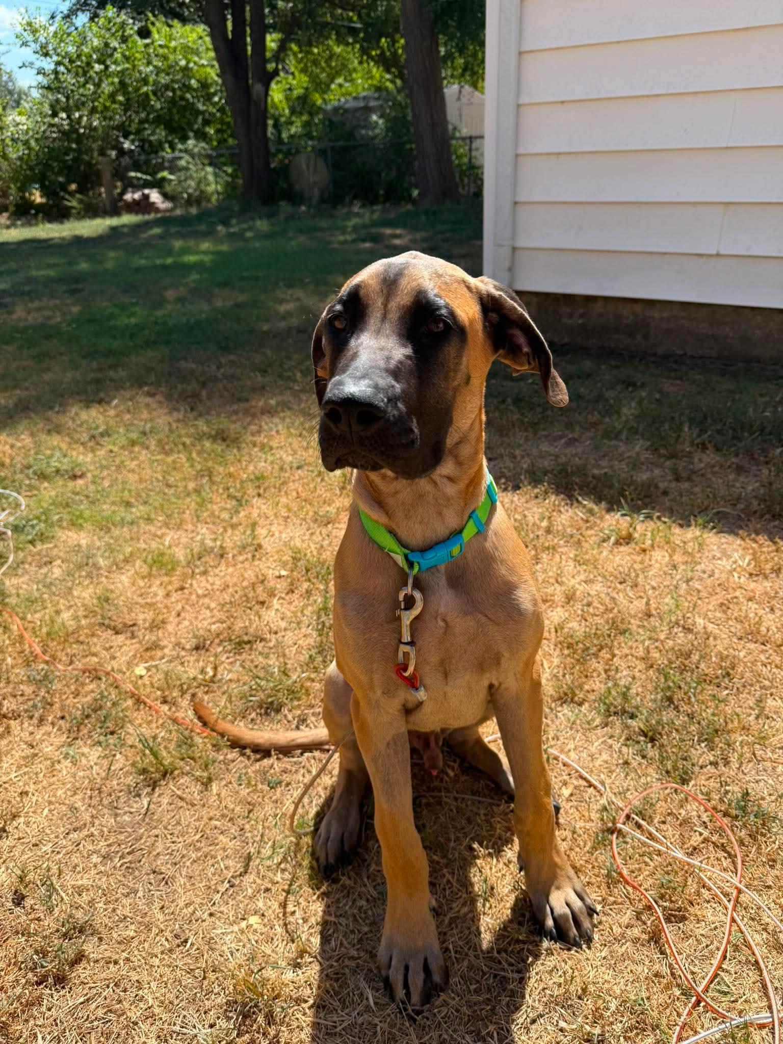 Enlarge EMMITT 425, a ADOPTABLE mixed breed in Milwaukee, WI image 4/5