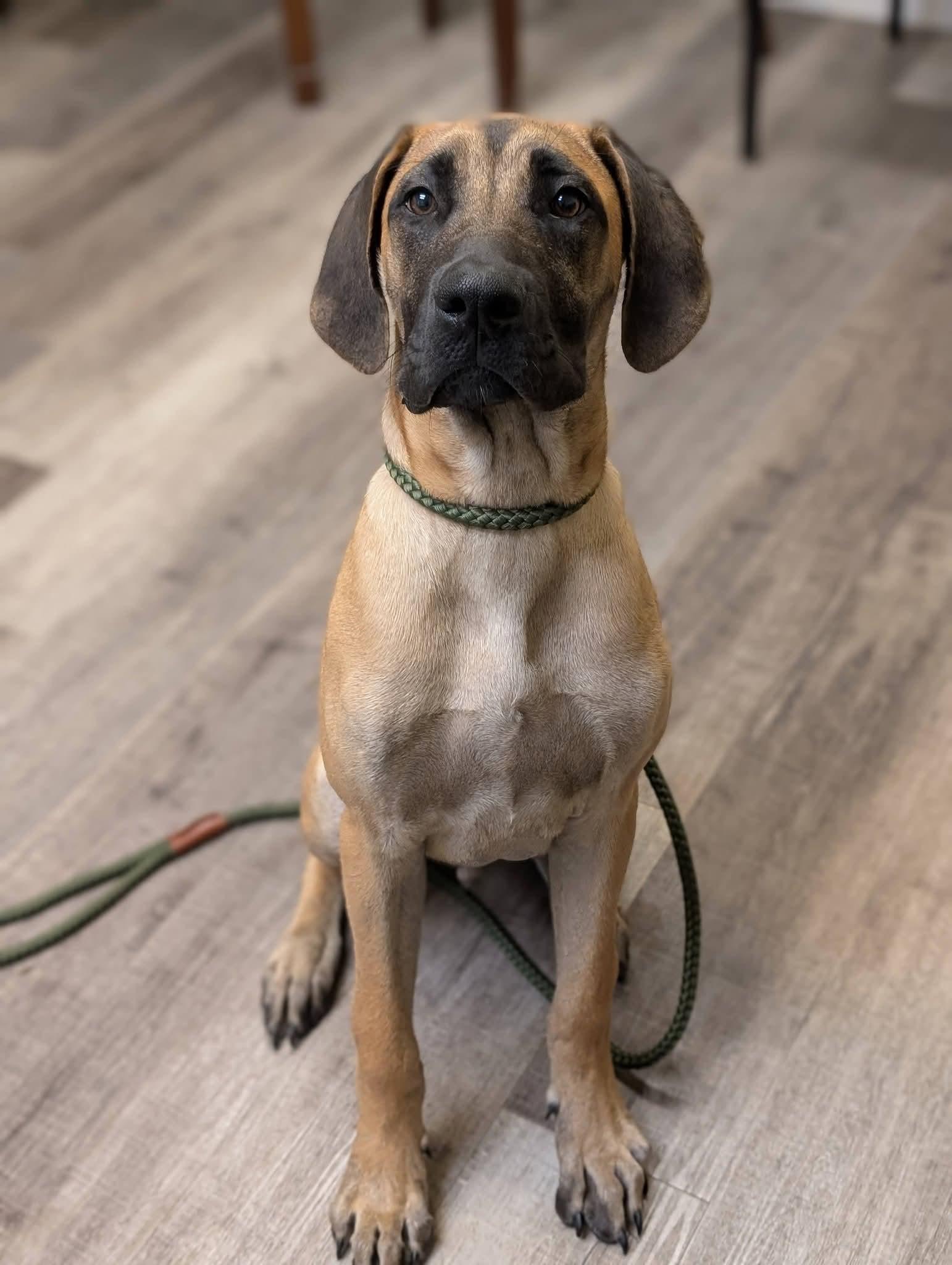 Enlarge EMMITT 425, a Adoptable mixed breed in Milwaukee, WI image 2/6
