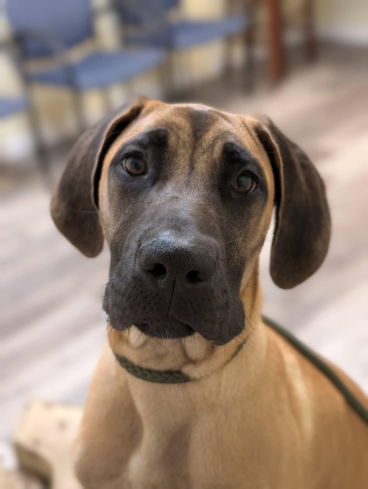 Enlarge EMMITT 425, a Adoptable mixed breed in Milwaukee, WI image 5/6