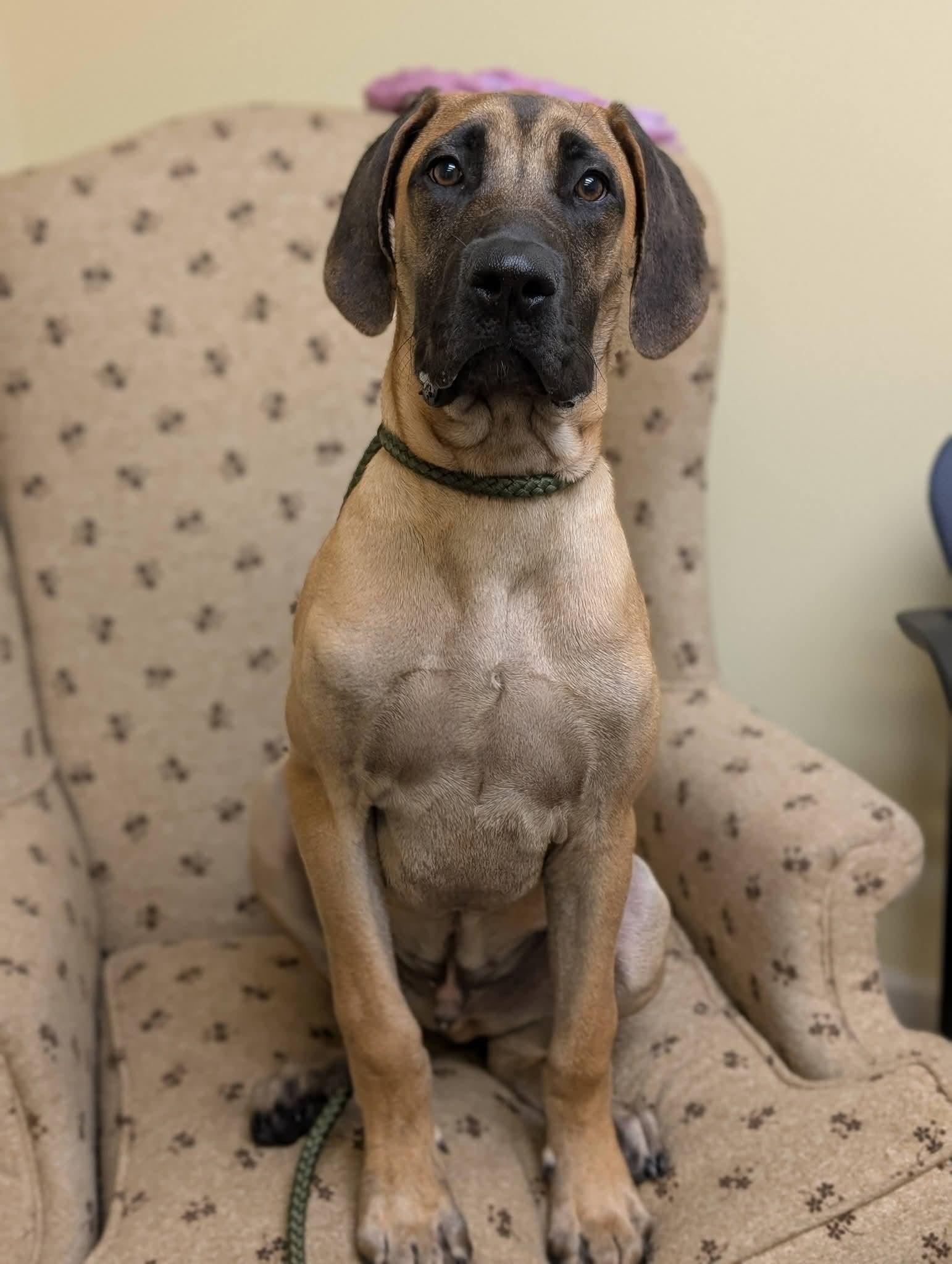 Enlarge EMMITT 425, a Adoptable mixed breed in Milwaukee, WI image 1/6