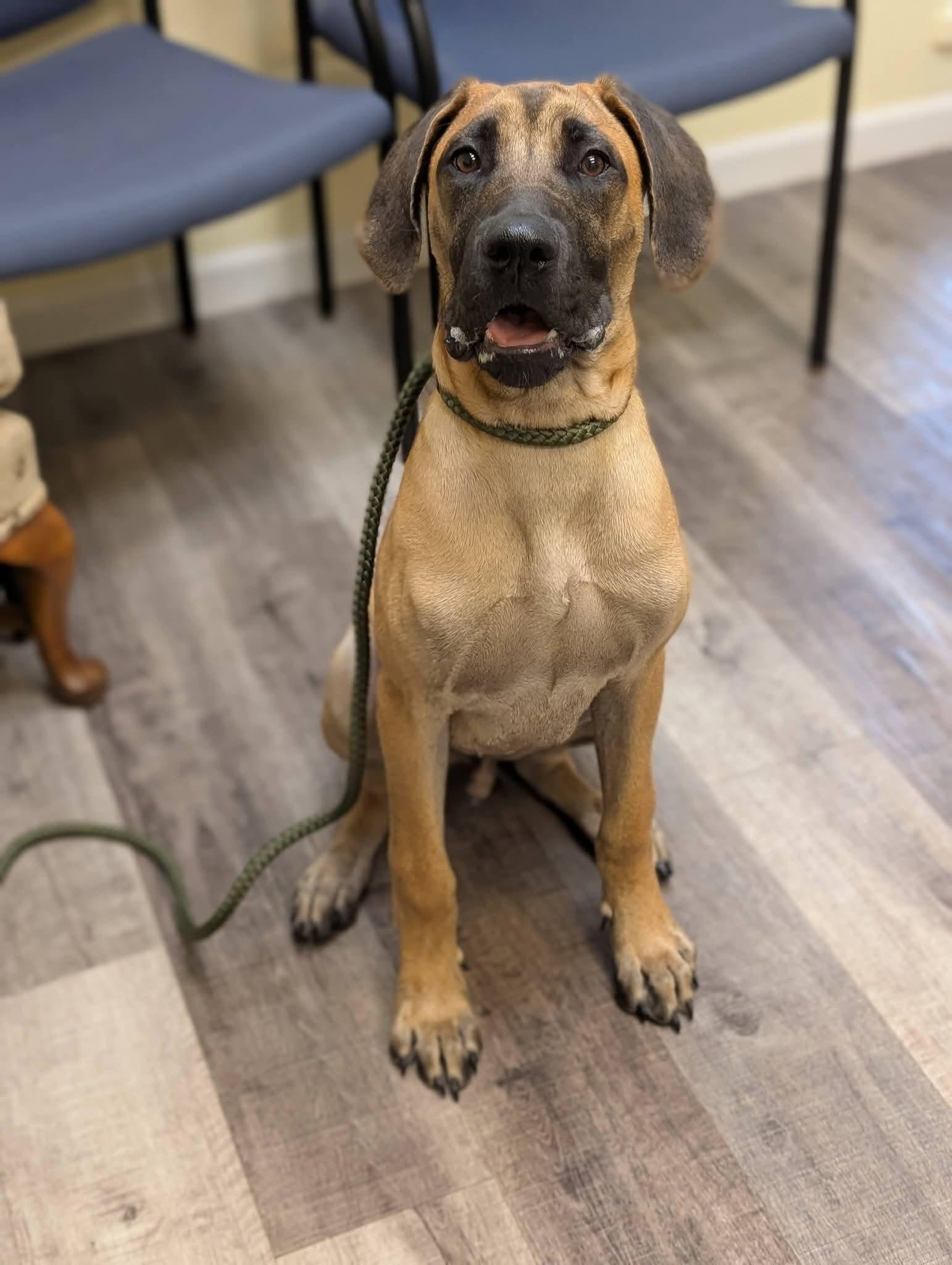 Enlarge EMMITT 425, a Adoptable mixed breed in Milwaukee, WI image 3/6