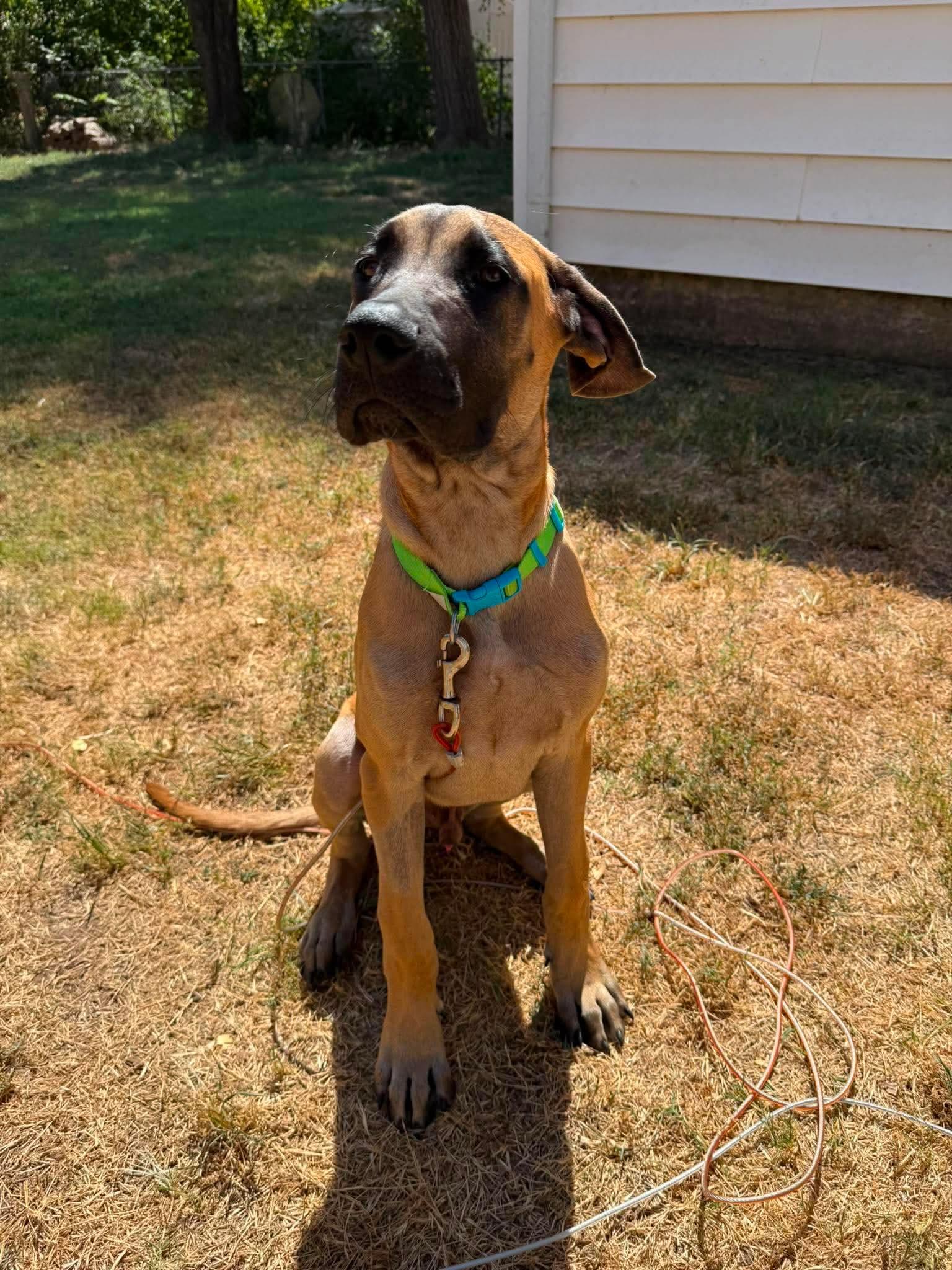 Enlarge EMMITT 425, a ADOPTABLE mixed breed in Milwaukee, WI image 3/5