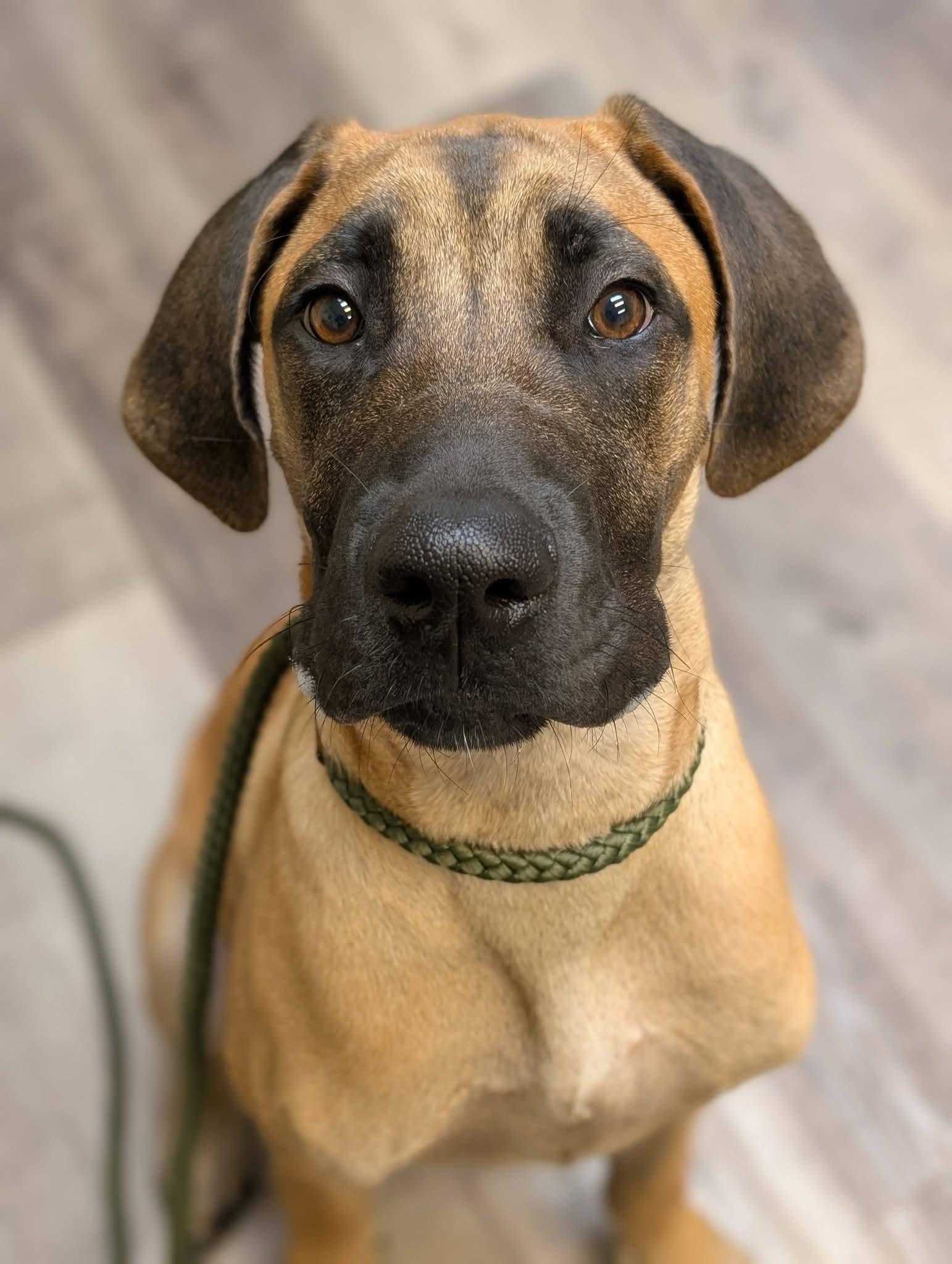 Enlarge EMMITT 425, a Adoptable mixed breed in Milwaukee, WI image 4/6