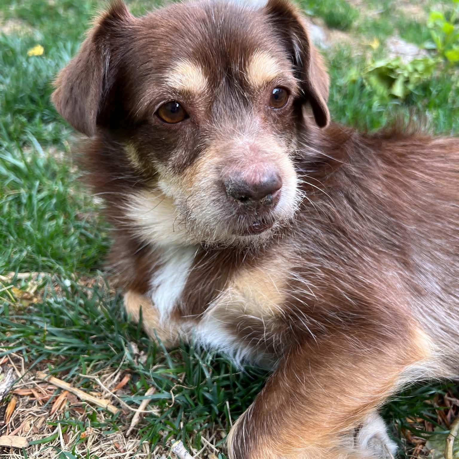 Enlarge Scooter, a ADOPTABLE mixed breed in Mead, CO image 4/6